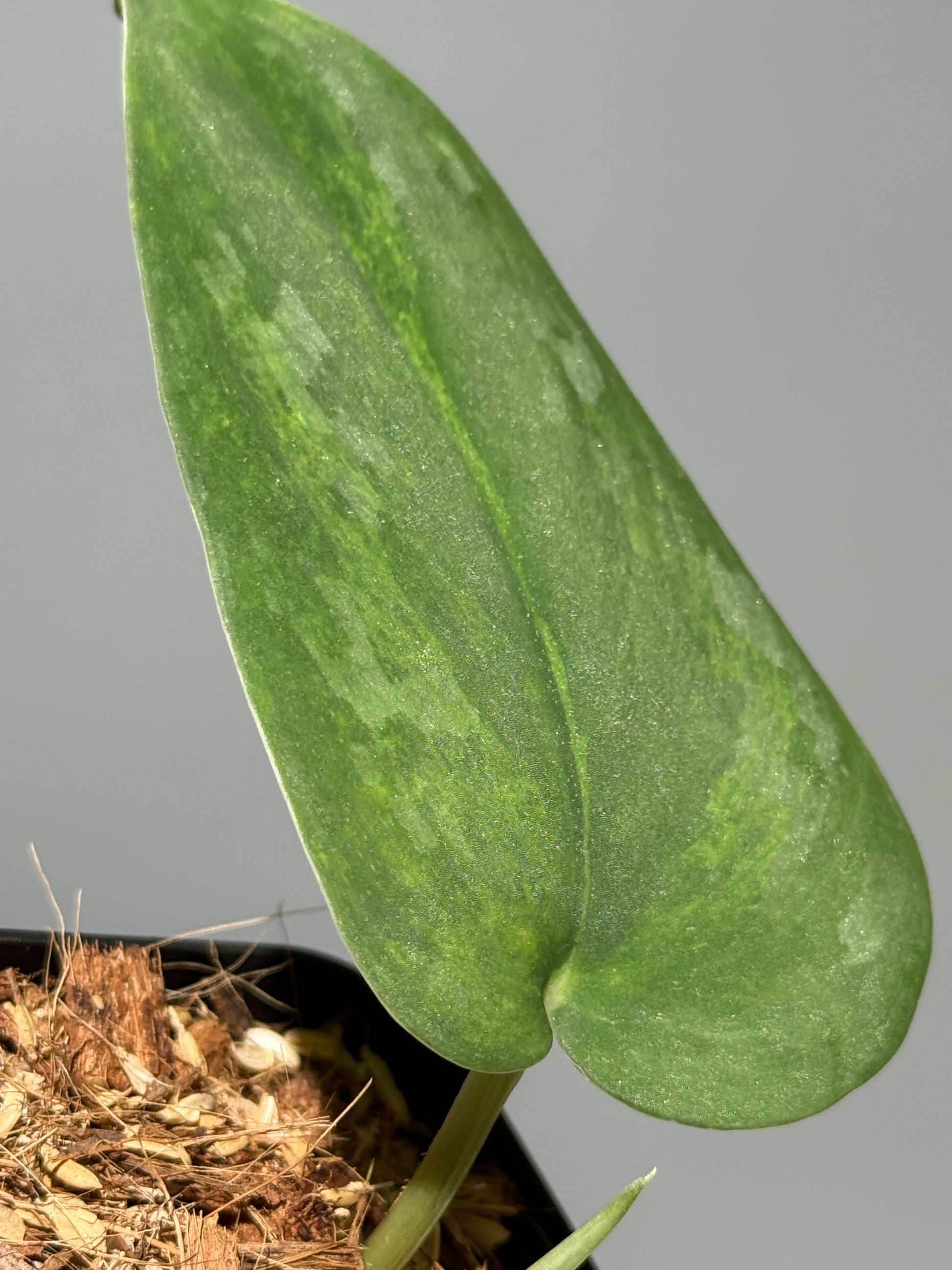 スキンダプサス グリーン エメラルド / Scindapsus green emerald (1)