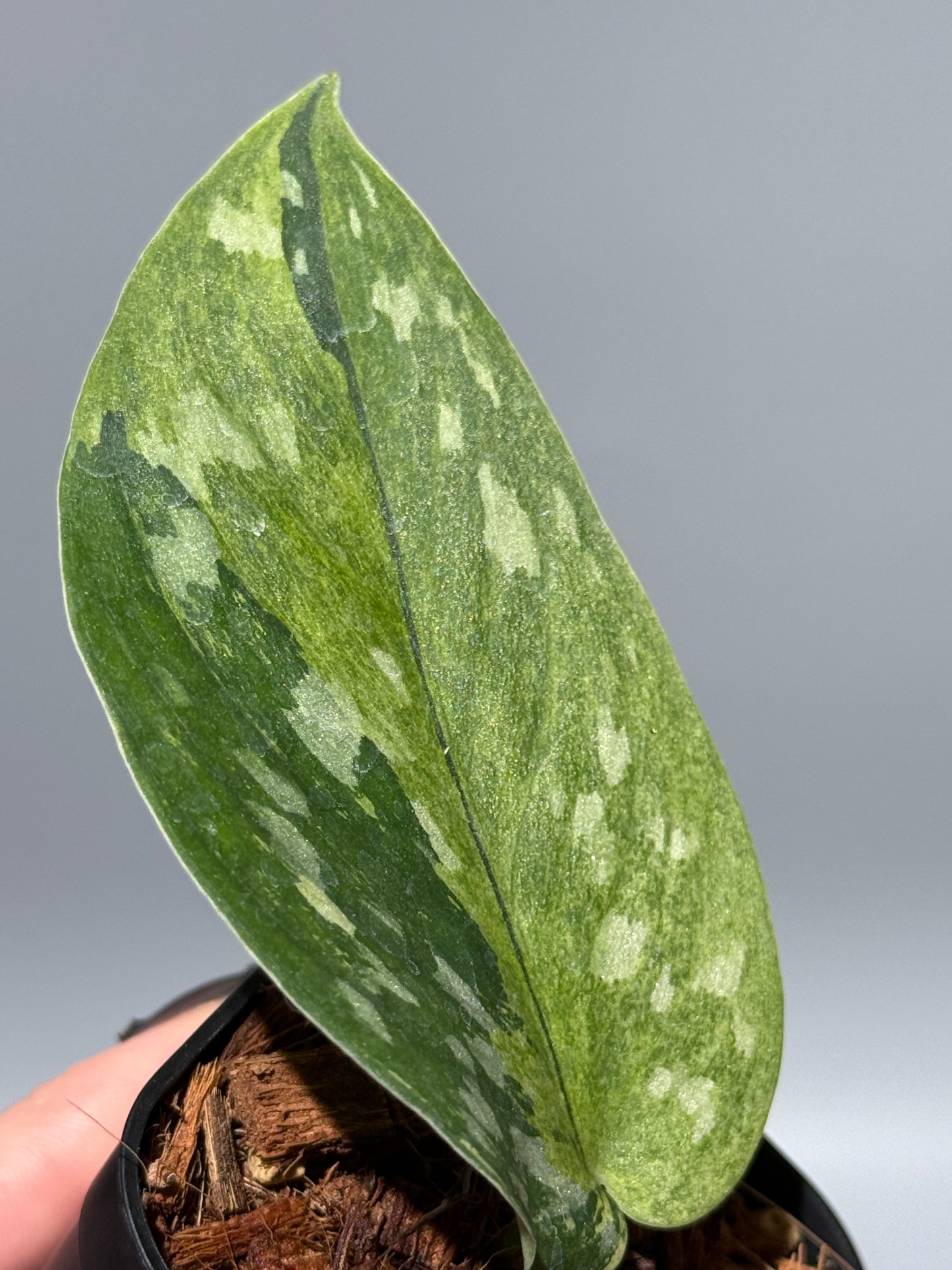 スキンダプサス マッチャ / Scindapsus matcha (3)