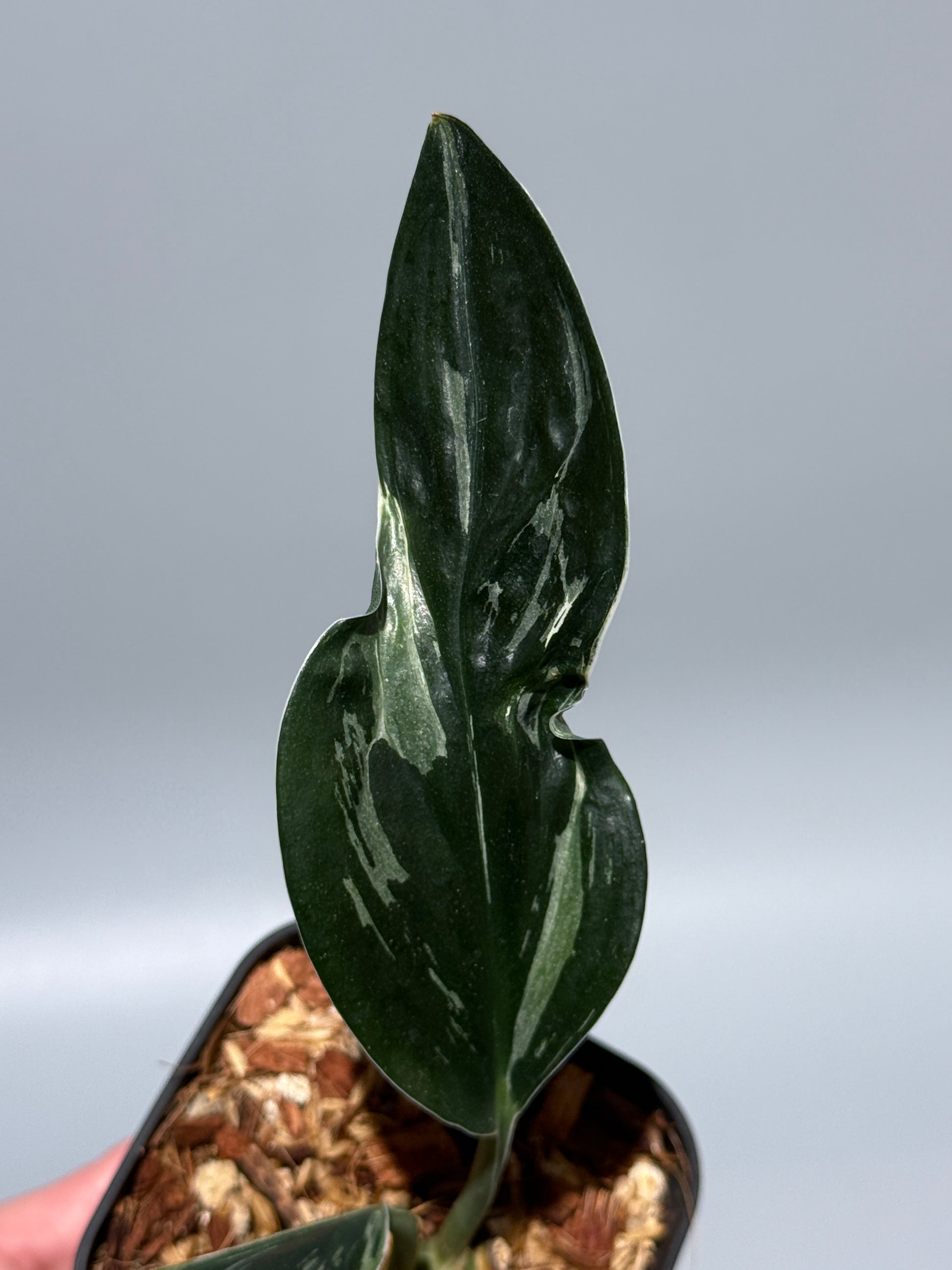 スキンダプサス トレビー ダークフォーム ミューテーション/Scindapsus Treubii darkform mutation (2)