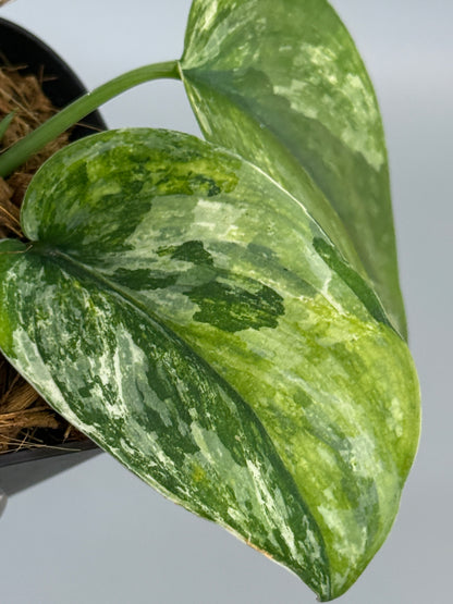 スキンダプサス パラヒヤンガン トリカラー  / Scindapsus parahyangan tricolor  (2)