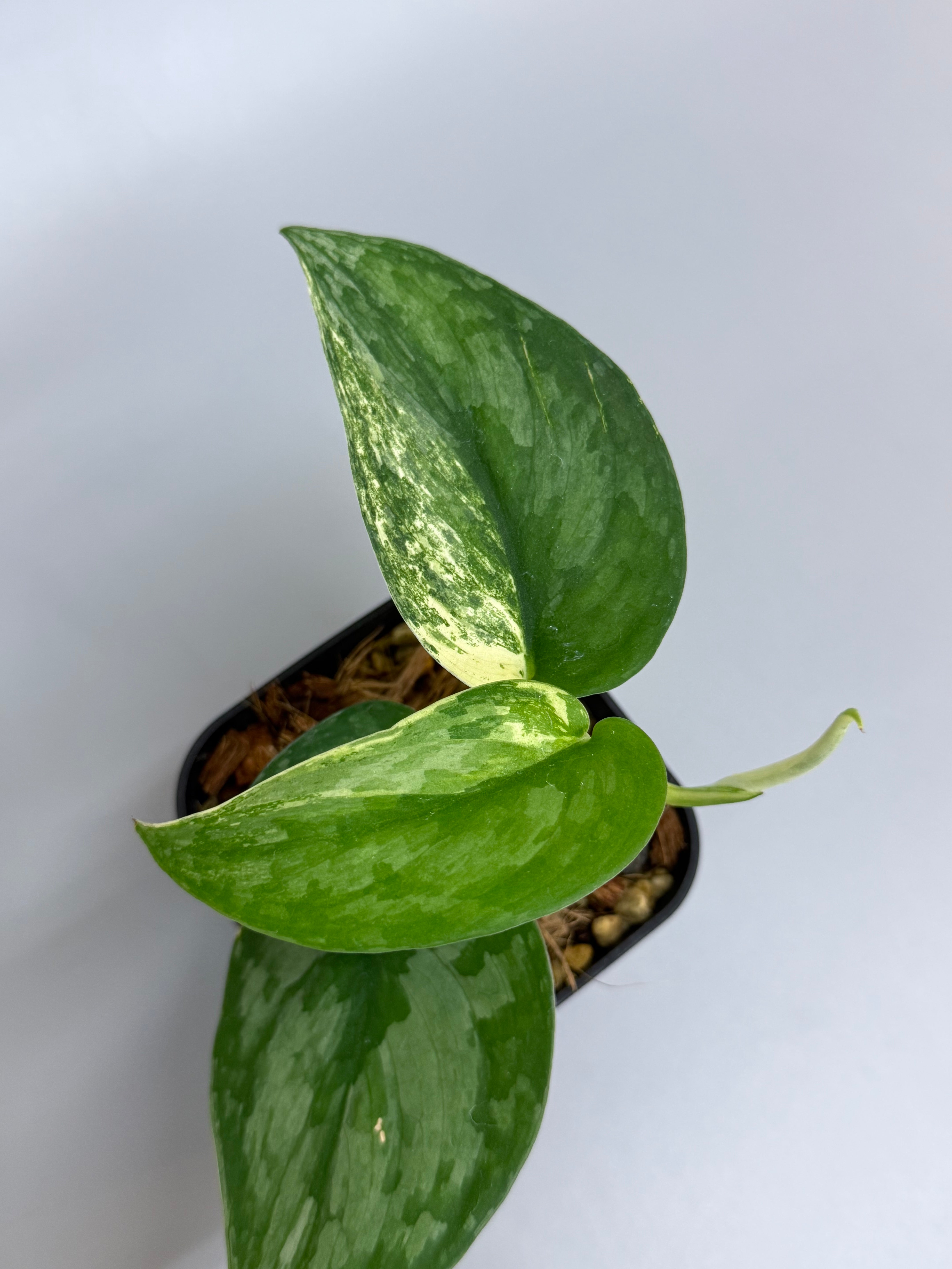 スキンダプサス シルバースプラッシュ / Scindapsus silversplash (1