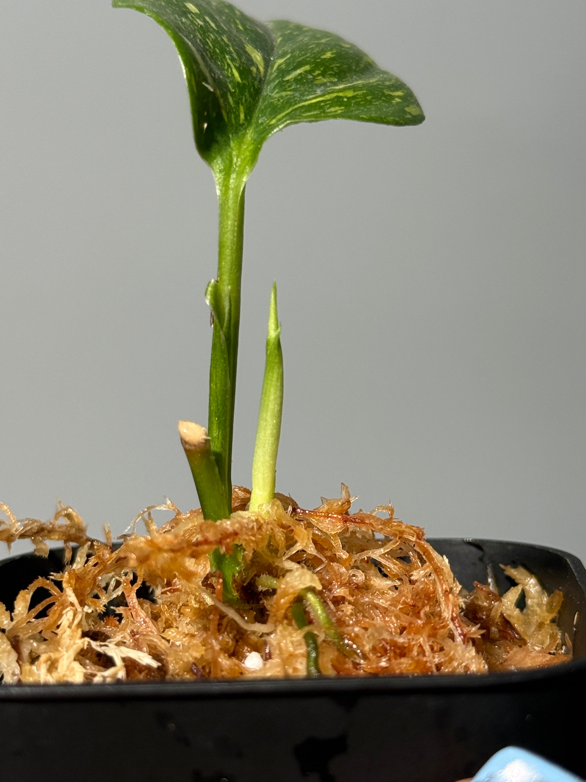 スキンダプサス コリアセウス ギャラクシー / Scindapsus Coriaceus galaxy (1)