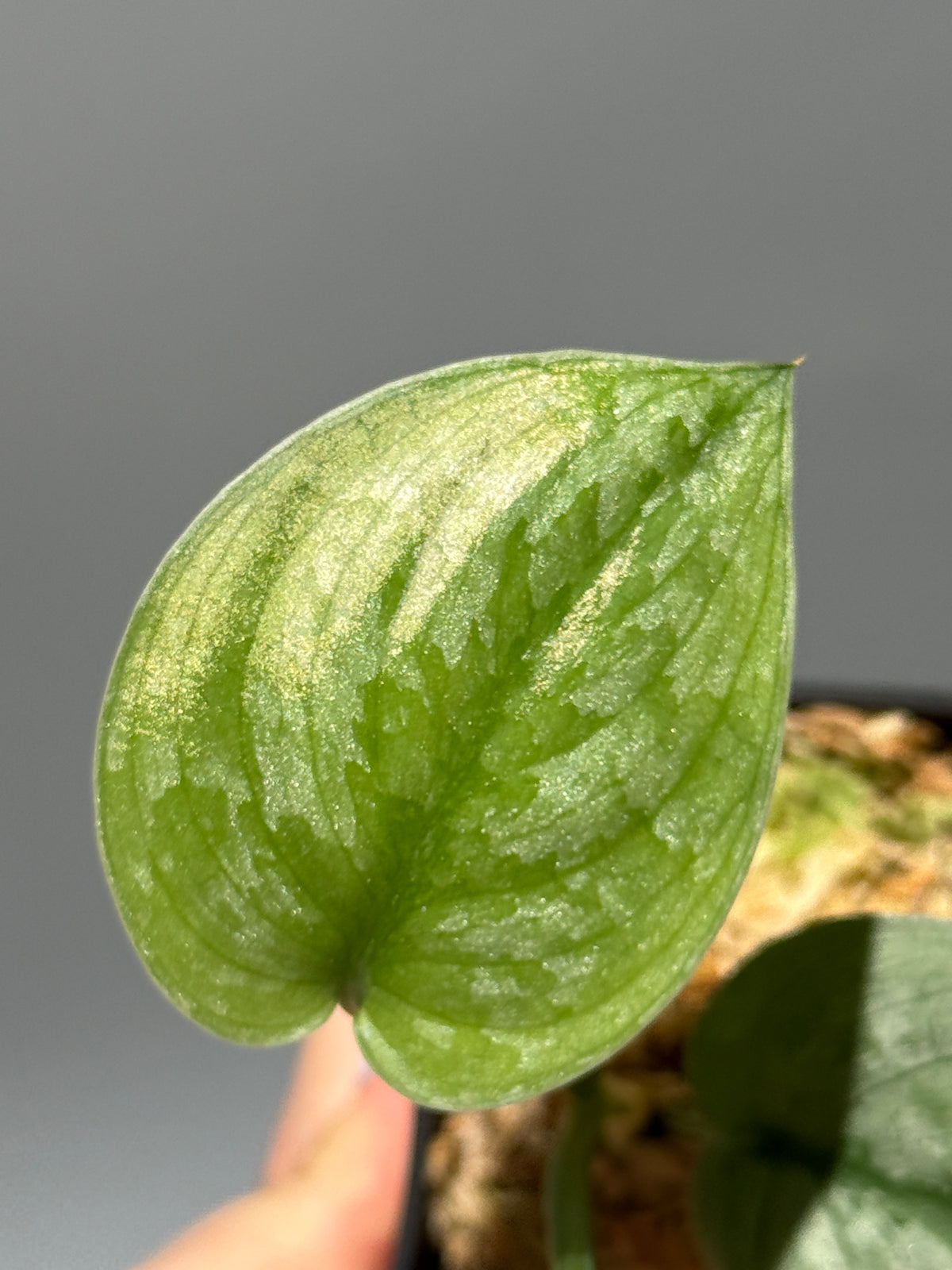 スキンダプサス Sp.バニュマス / Scindapsus Sp.Banyumas (1)