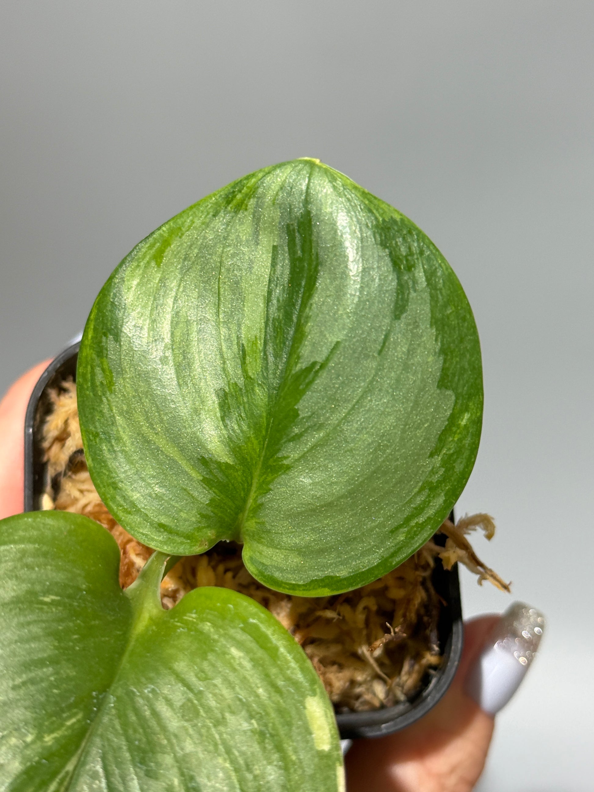 スキンダプサス ルビコン 斑入り  / Scindapsus Rubicon var.  (1)