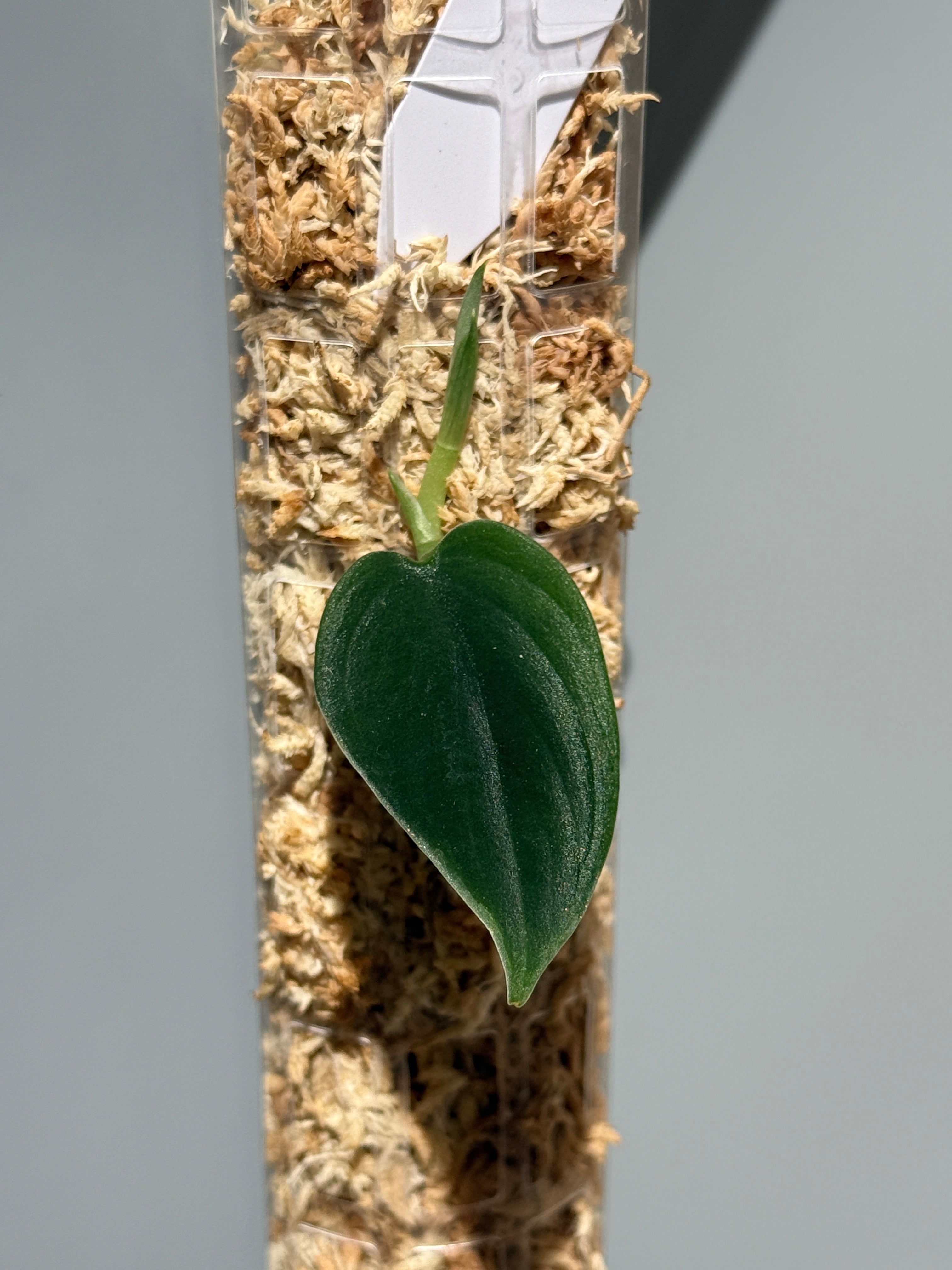 商品 – Page 3 – Nakayama-Plants