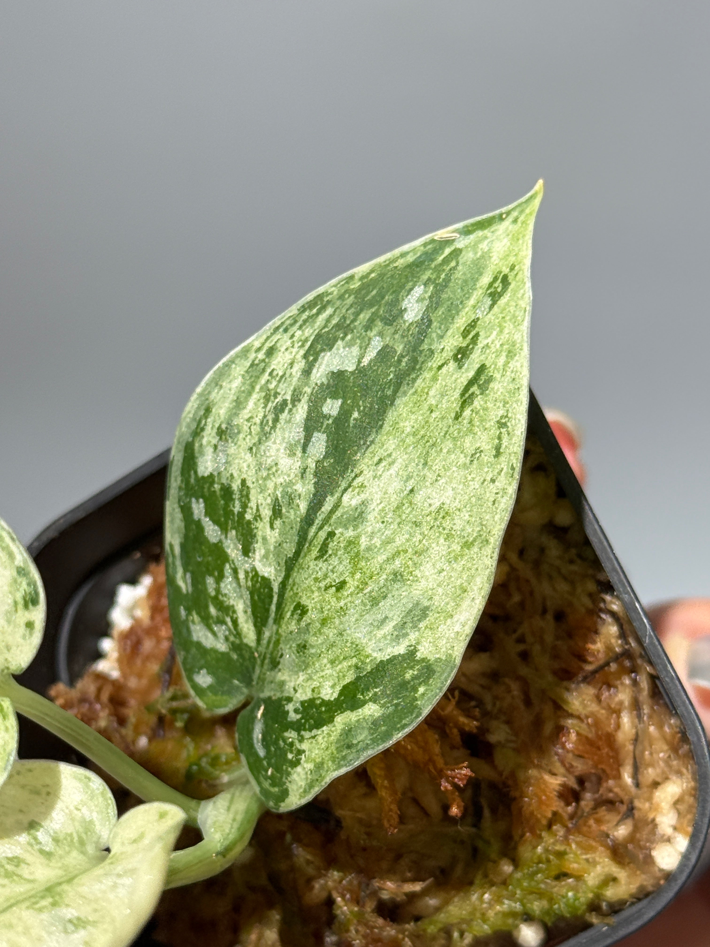 All Plants – Nakayama-Plants