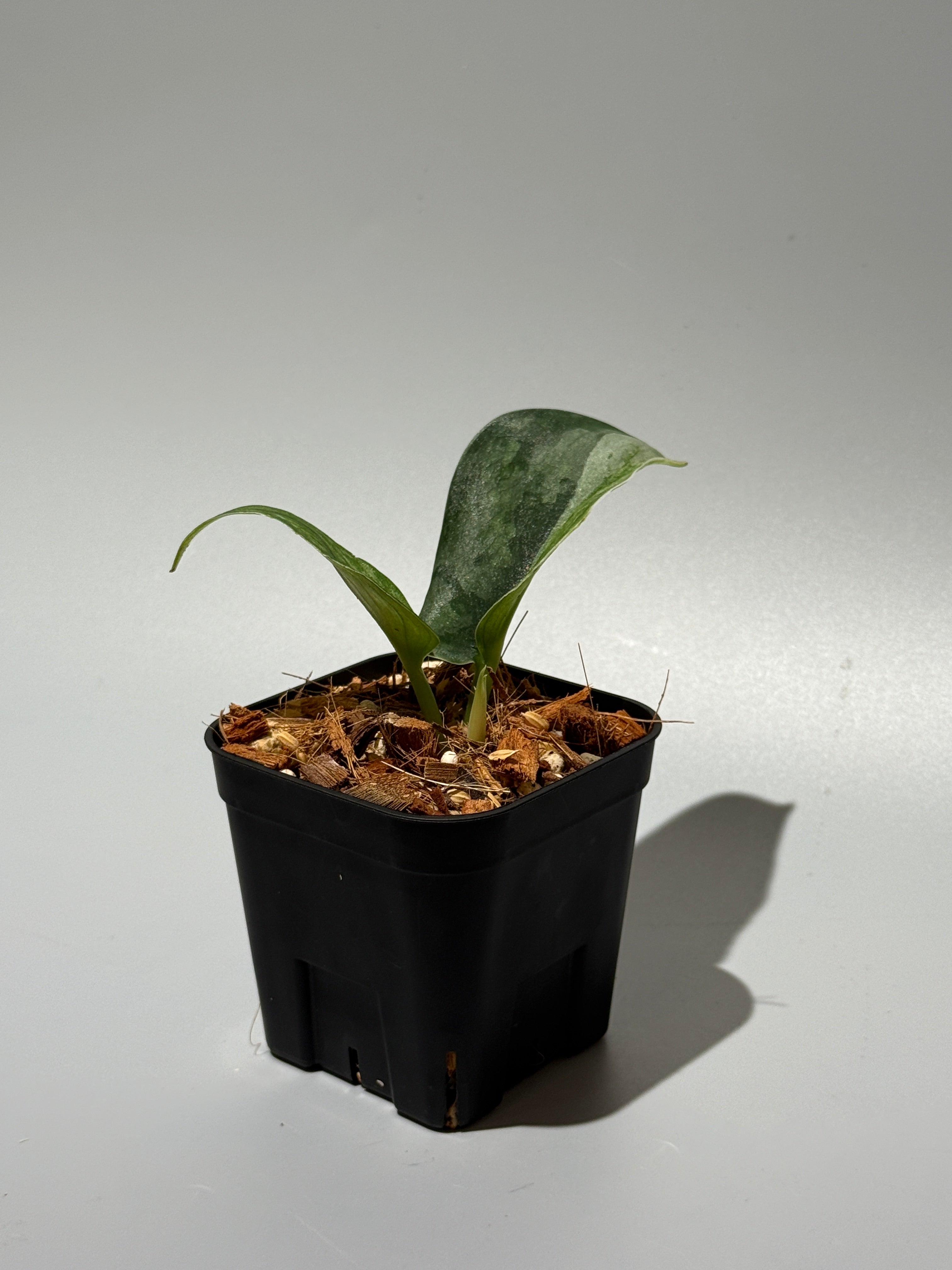 スキンダプサス パイソン / Scindapsus Python (1) – Nakayama-Plants
