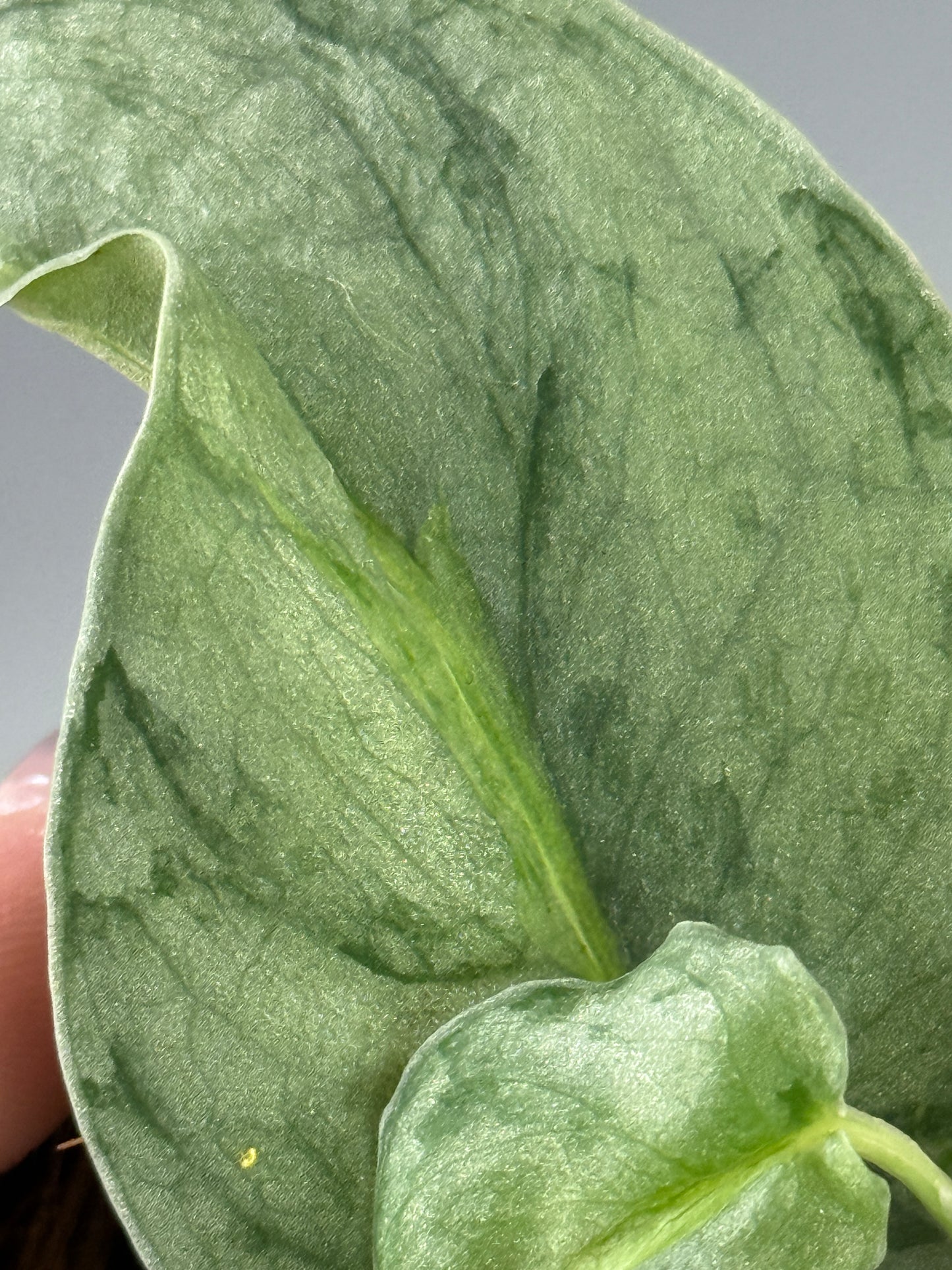 スキンダプサス ウィアード / Scindapsus Weirdo (2)