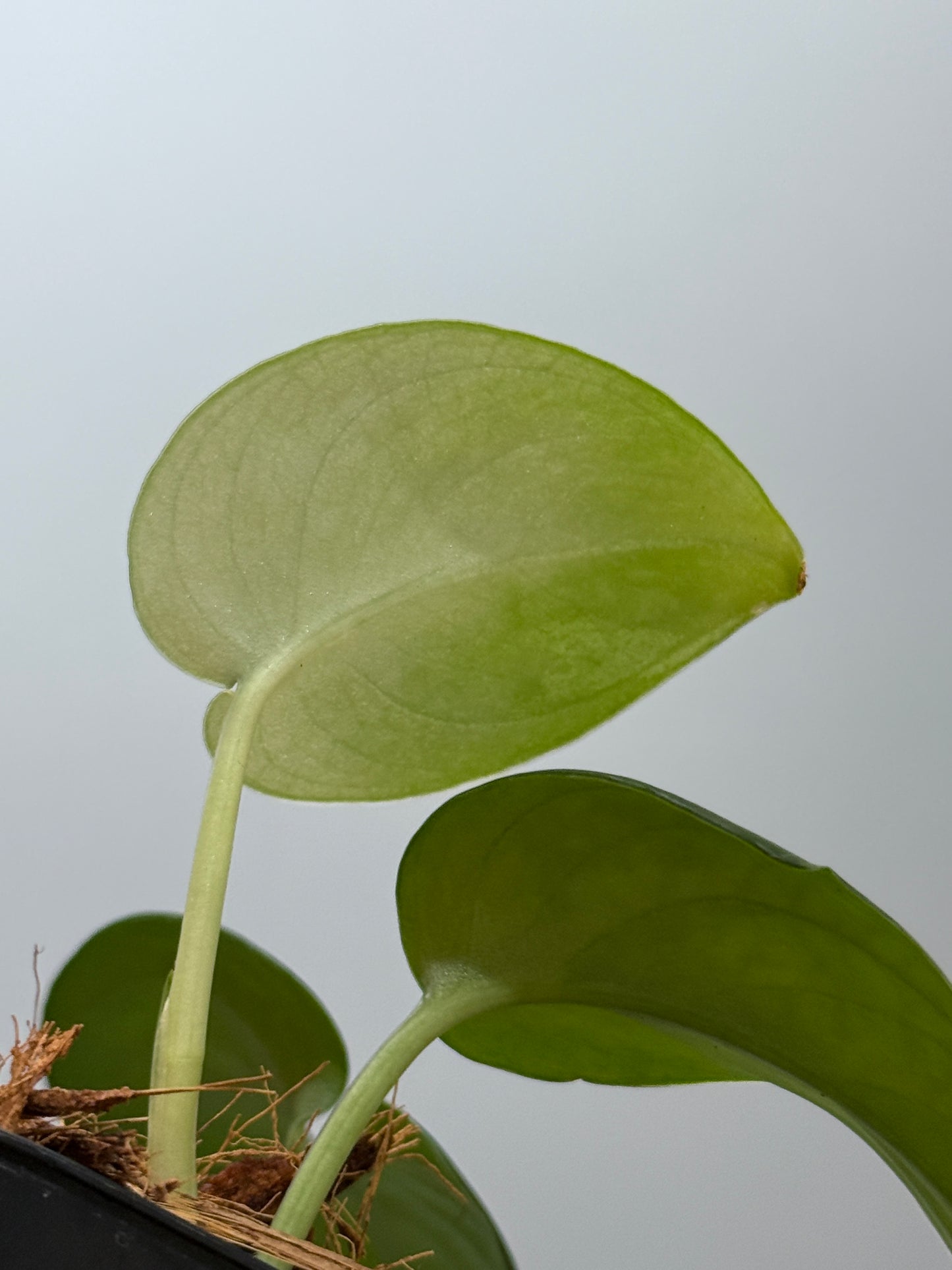 スキンダプサス エキゾチカ グローシ sp.サラワク / Scindapsus exotica glosy sp.serawak (4)