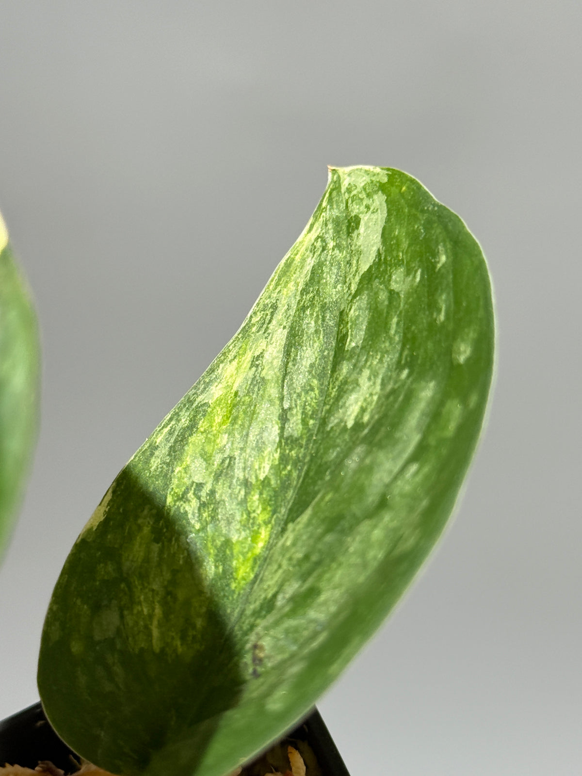 スキンダプサス エキゾチカ サラカ トリカラー  / Scindapsus Exotica salaka toricolor (1)
