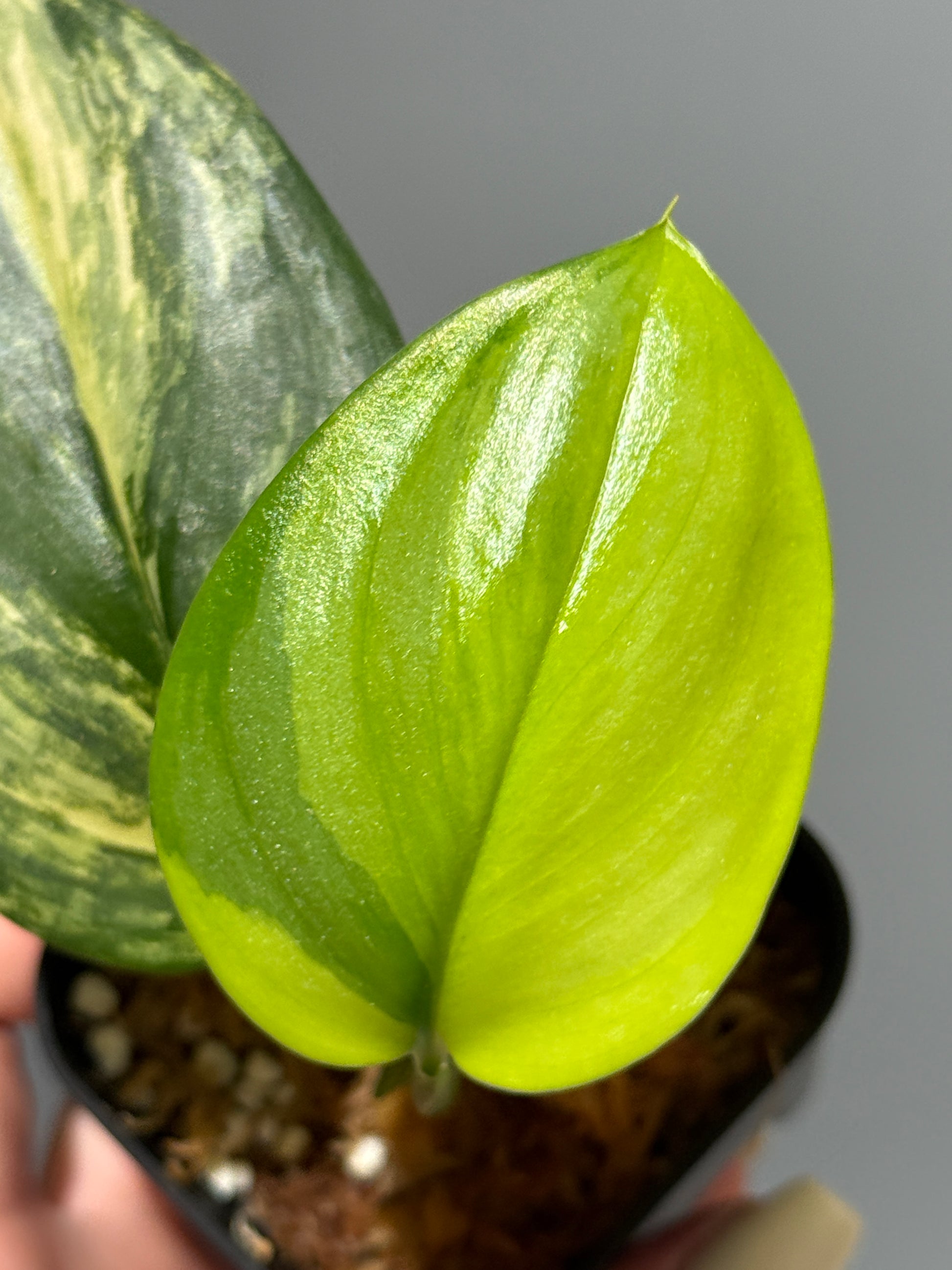 スキンダプサス ルビコン オーレア  / Scindapsus rubicon aurea (1)