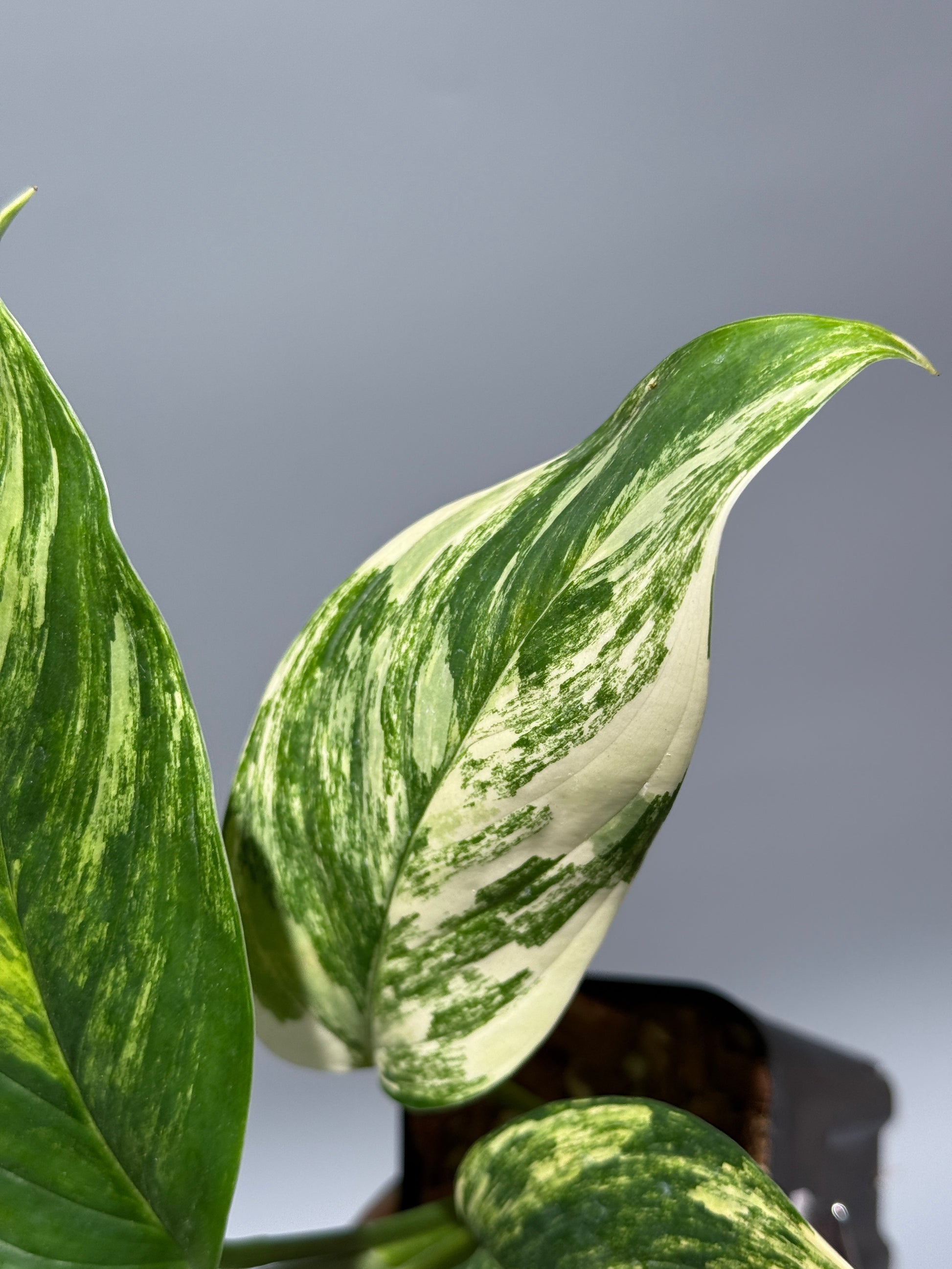 スキンダプサス ペラケンシス 斑入り / Scindapsus Perakensis var. (1)