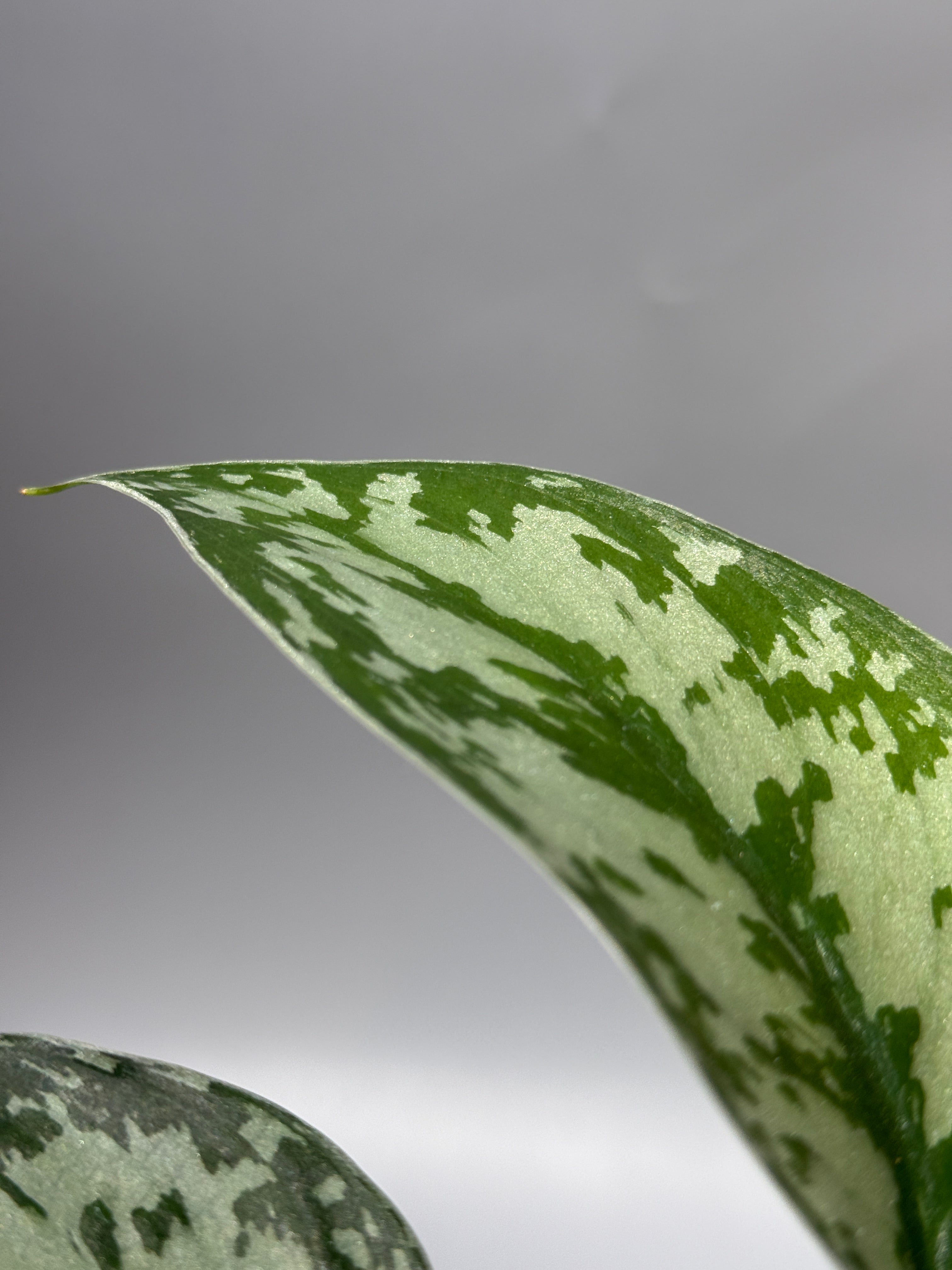 スキンダプサス ラカンビニ / Scindapsus Lakambini (1) – Nakayama-Plants