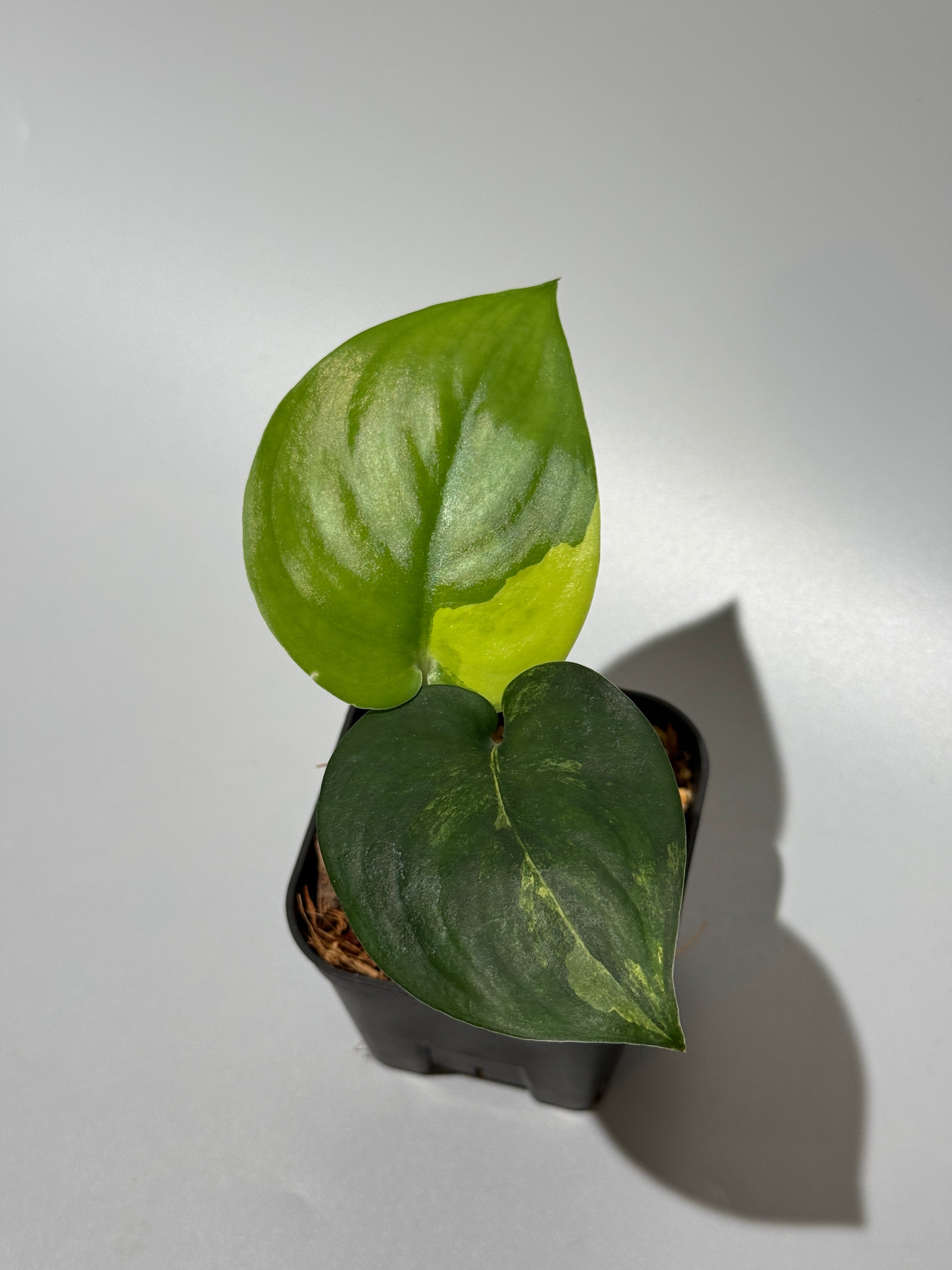 スキンダプサス ジェイドサテン オーレア  / Scindapsus jadesatin aurea (1)