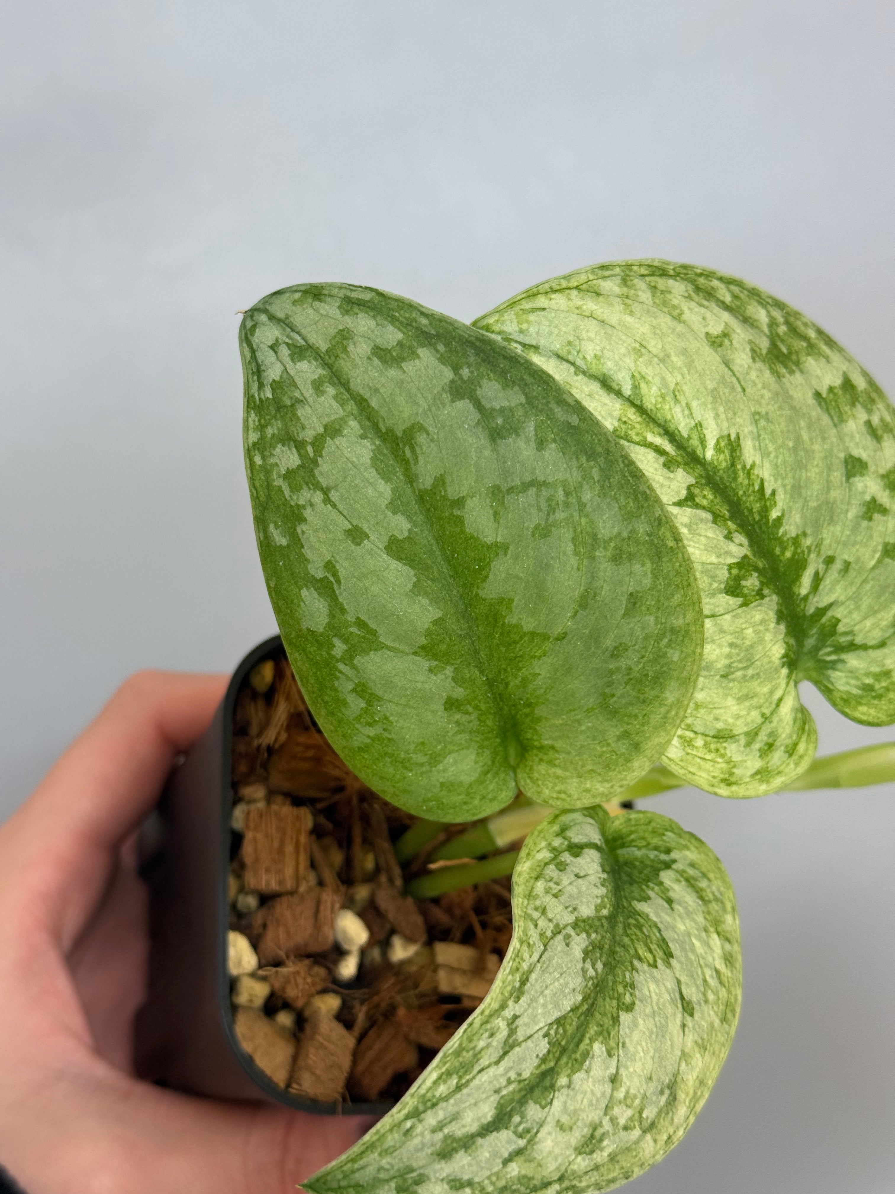 スキンダプサス シンバラ スキンダプサス シンバラ / Scindapsus simbara (1) – Nakayama-Plants