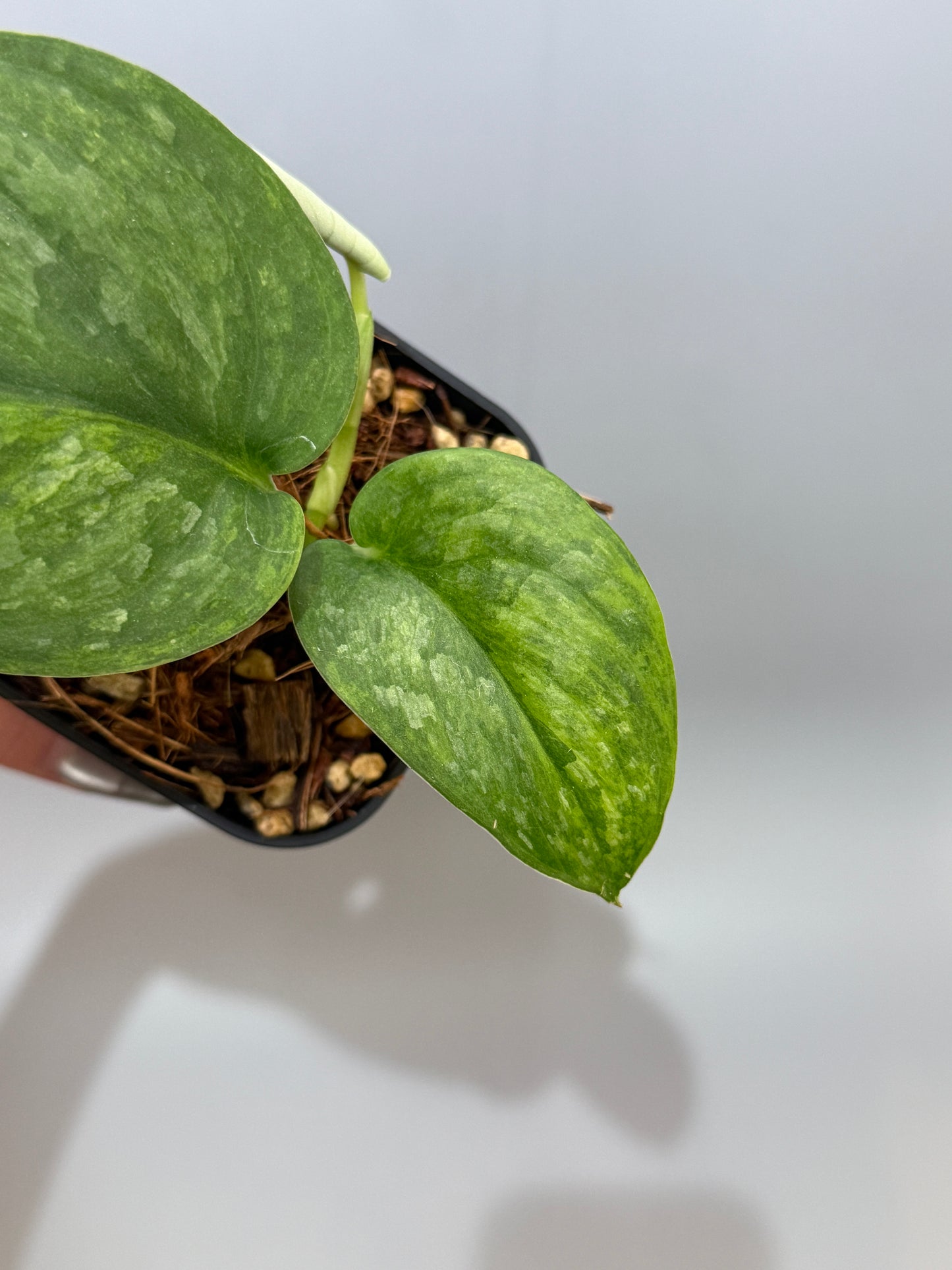 スキンダプサス グリーン ドラゴン / Scindapsus Green dorgon (1)