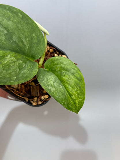 スキンダプサス グリーン ドラゴン / Scindapsus Green dorgon (1)