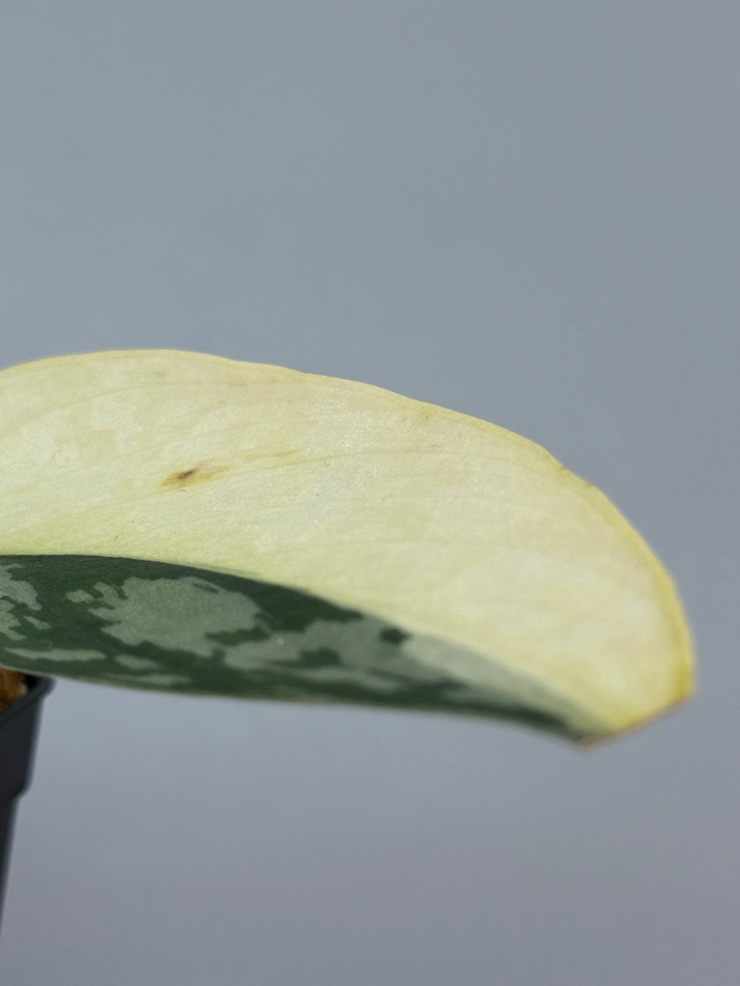 スキンダプサス ラカンビニ / Scindapsus lakambini  (2)