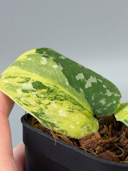 スキンダプサス ファンタジー / Scindapsus Fantasy (2)