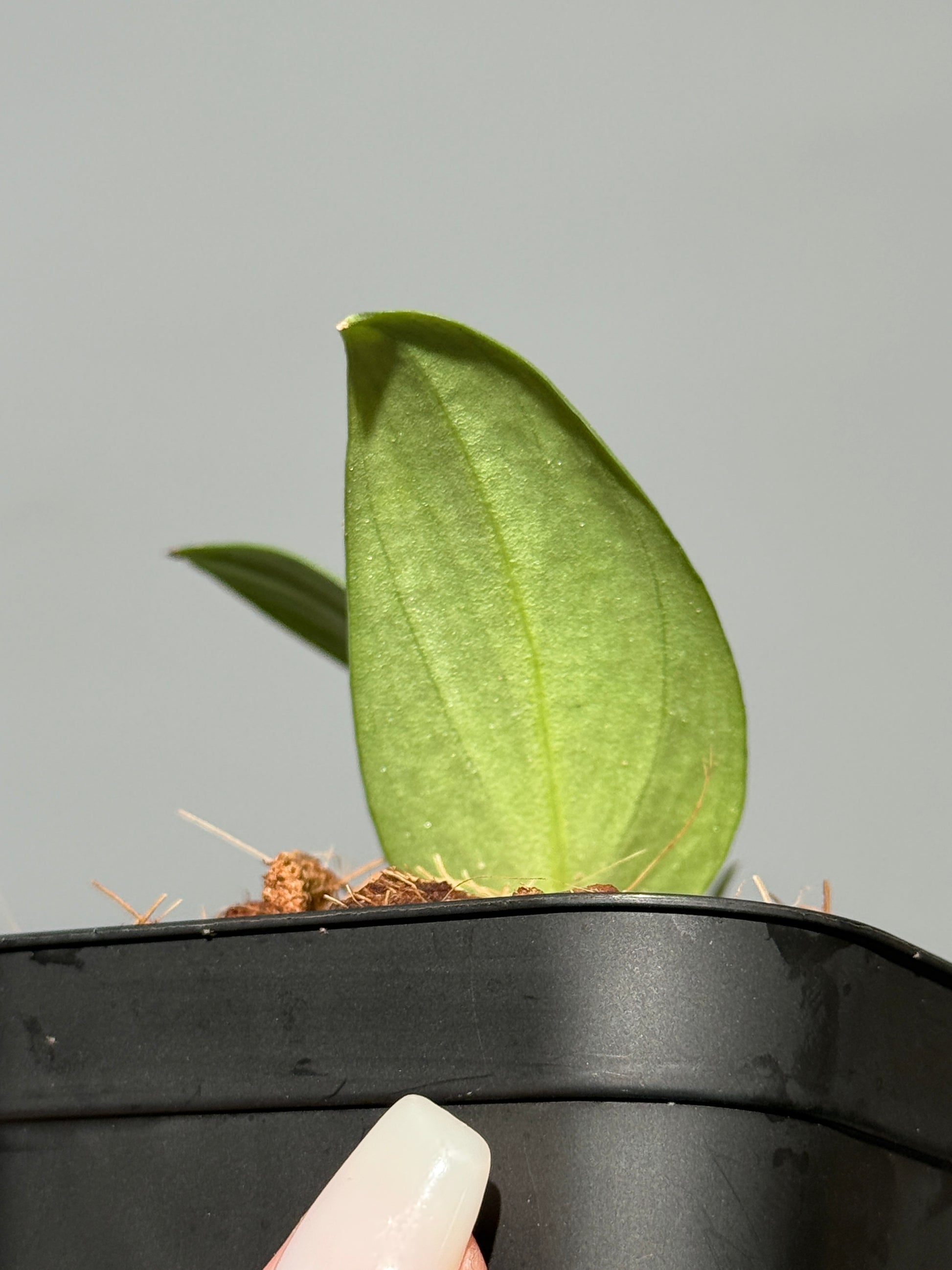 スキンダプサス グリーン アーミー トリカラー / Scindapsus Green army tricolor (1)