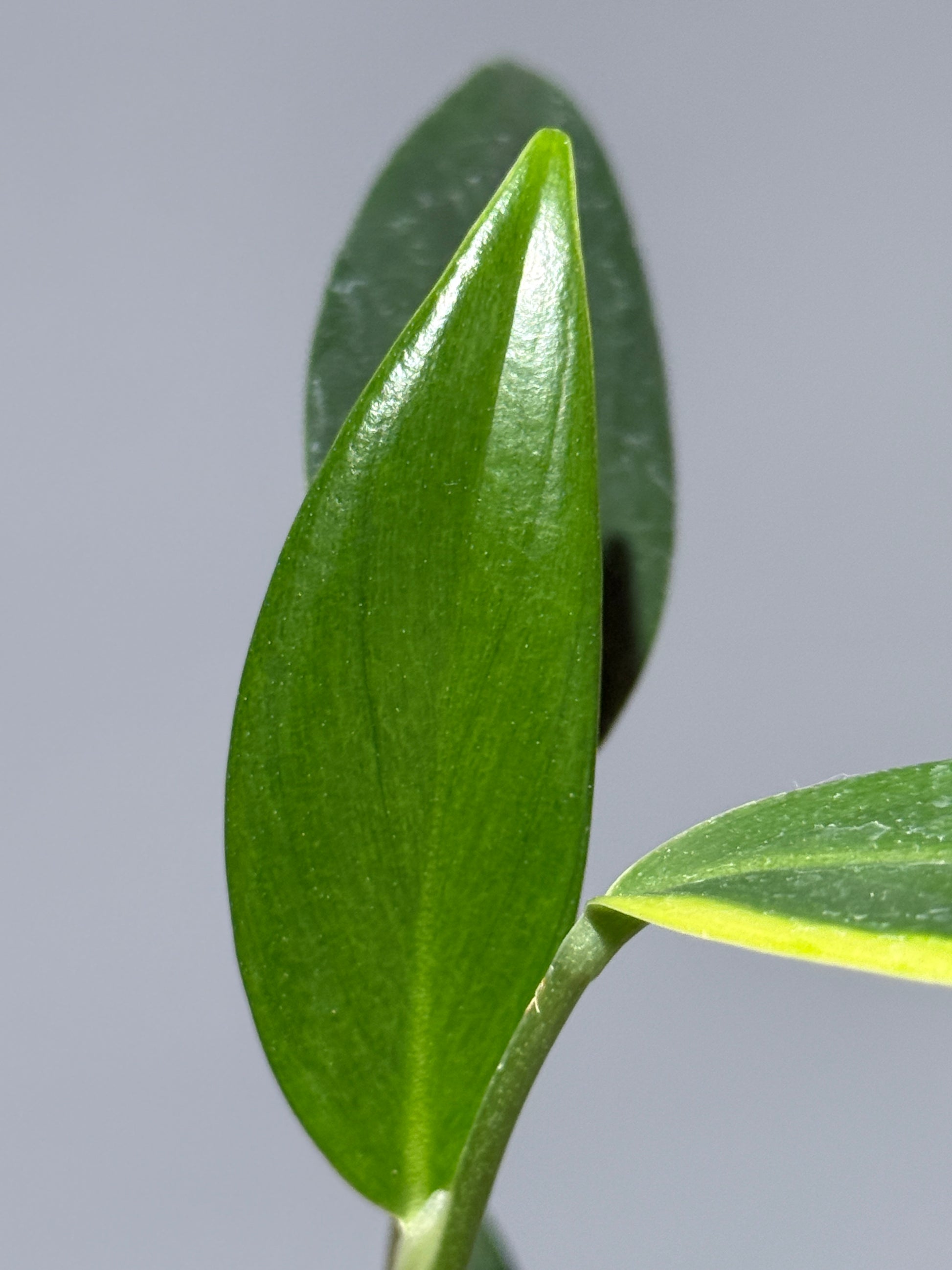 スキンダプサス コリアセウス イエロー / Scindapsus coriaceus yellow (2)