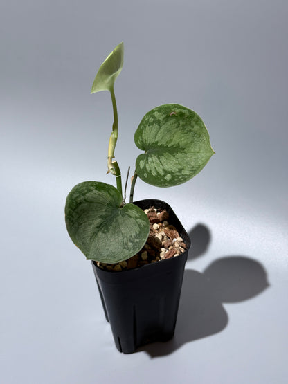 スキンダプサス ドラヤキ / Scindapsus Dorayaki (1)