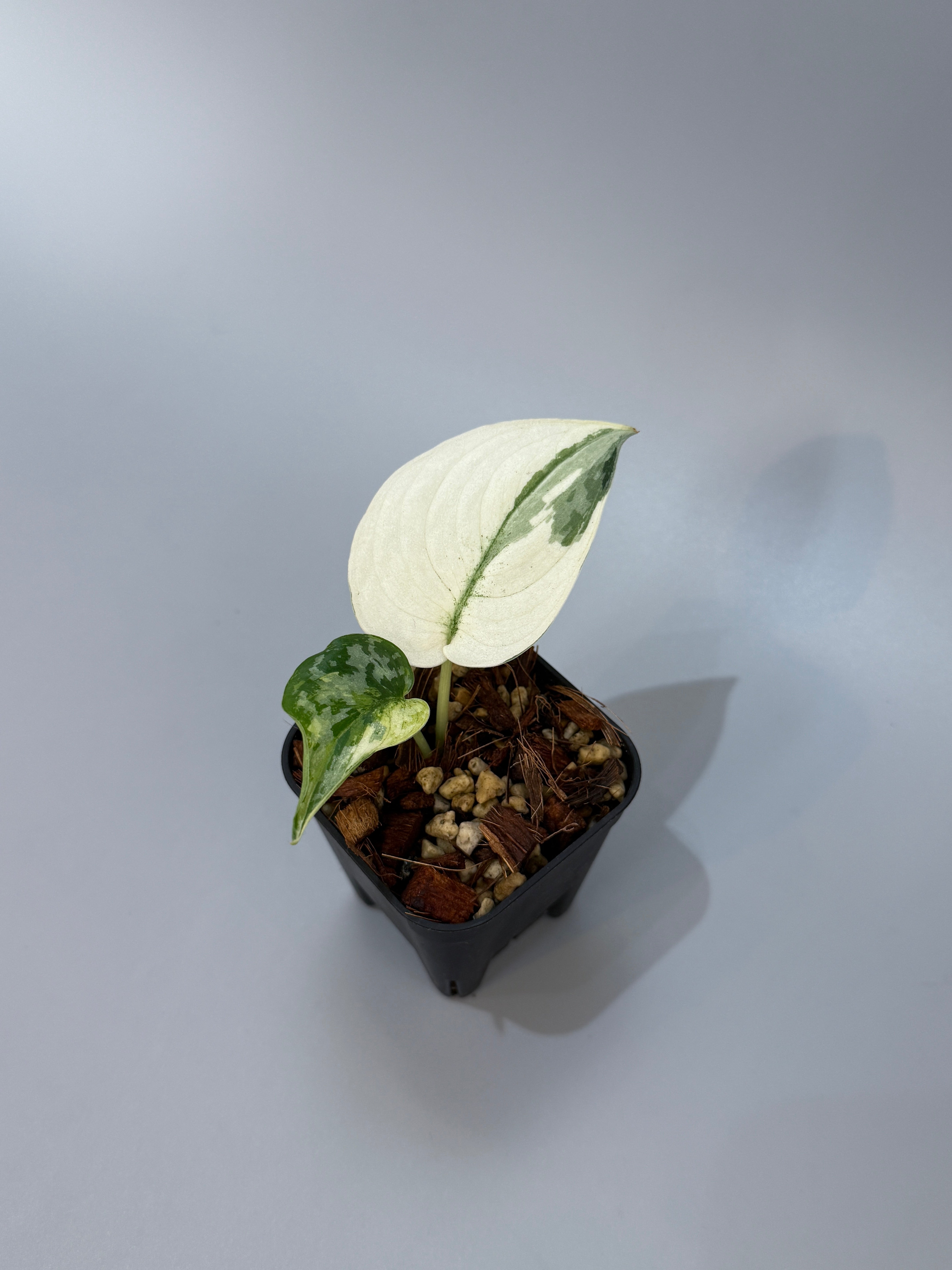 All Plants – Page 2 – Nakayama-Plants