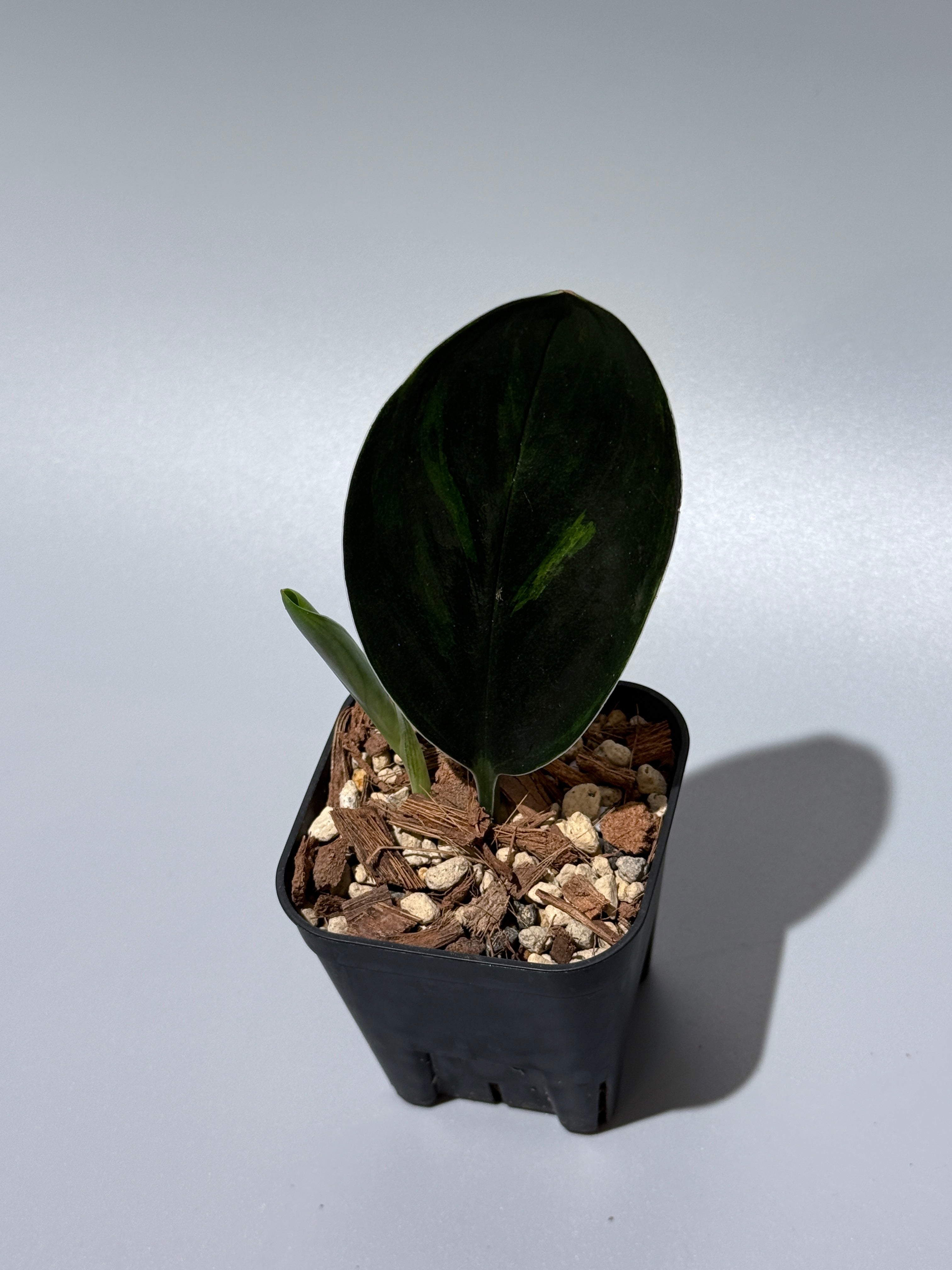 Nakayama Plants – Nakayama-Plants