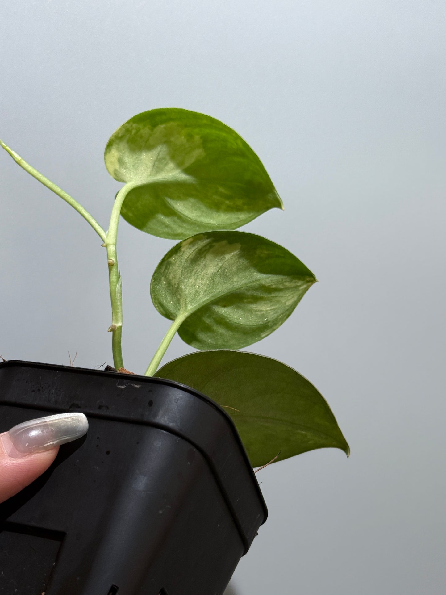 スキンダプサス バクダパティ / Scindapsus bakudapati (4)