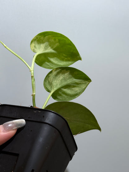 スキンダプサス バクダパティ / Scindapsus bakudapati (4)