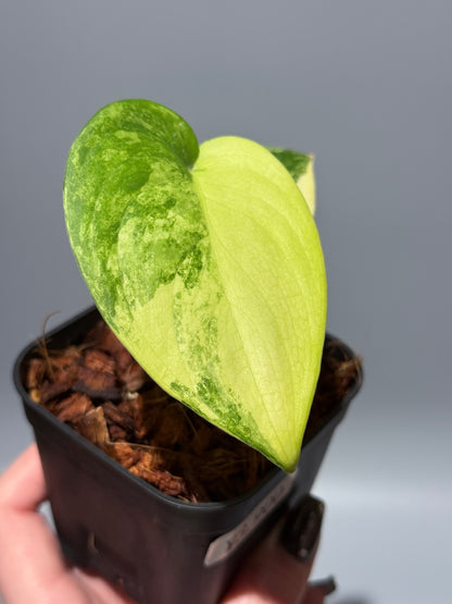 スキンダプサス ジェイドサテン オーレア  / Scindapsus jadesatin aurea (1)