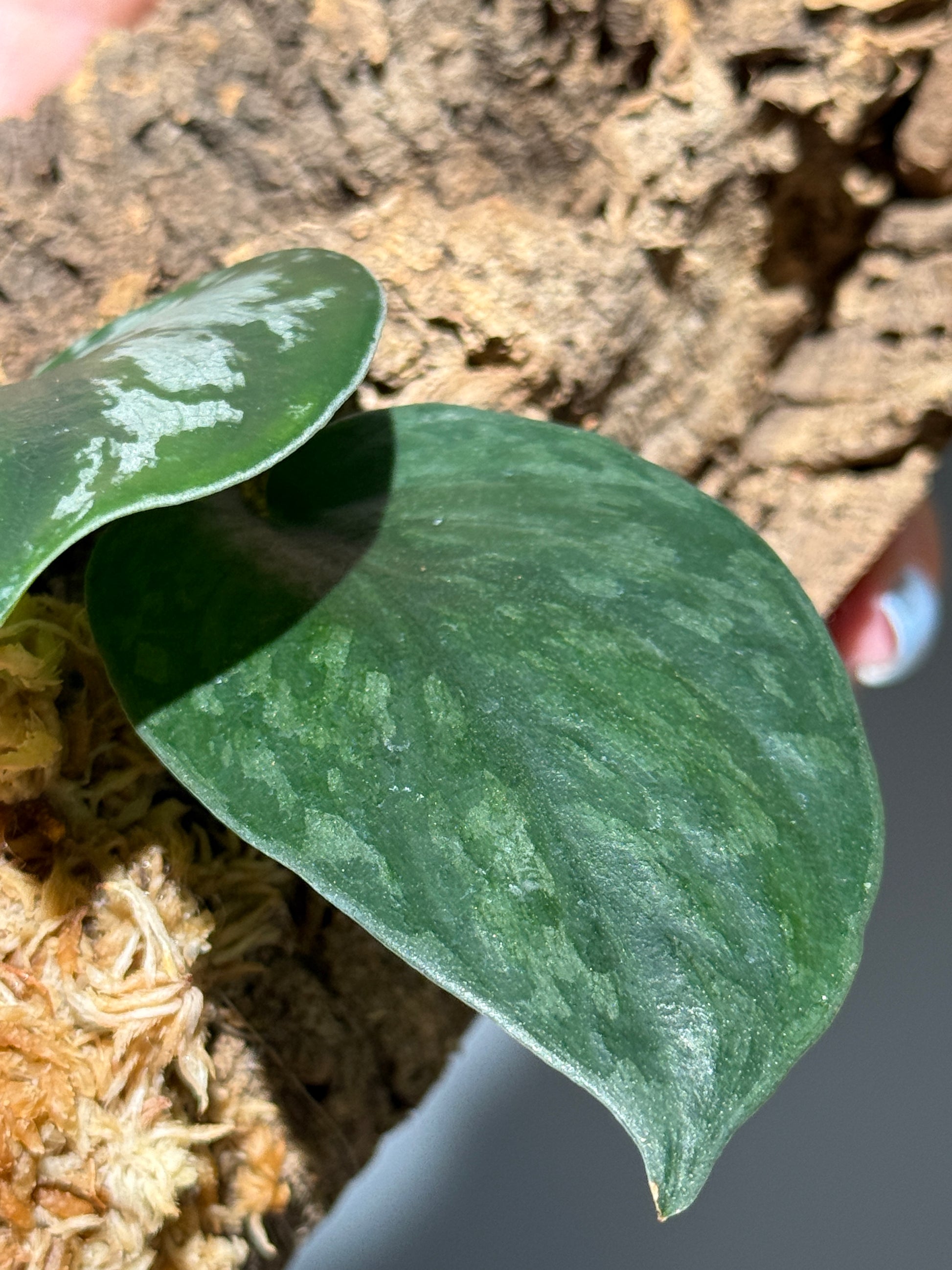 スキンダプサス Sp. カリマンタン / Scindapsus Sp.Kalimantan (C1)