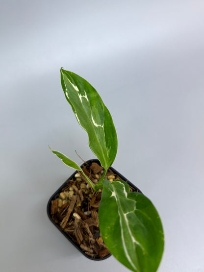 スキンダプサス リップスティック / Scindapsus Lipstick (1)