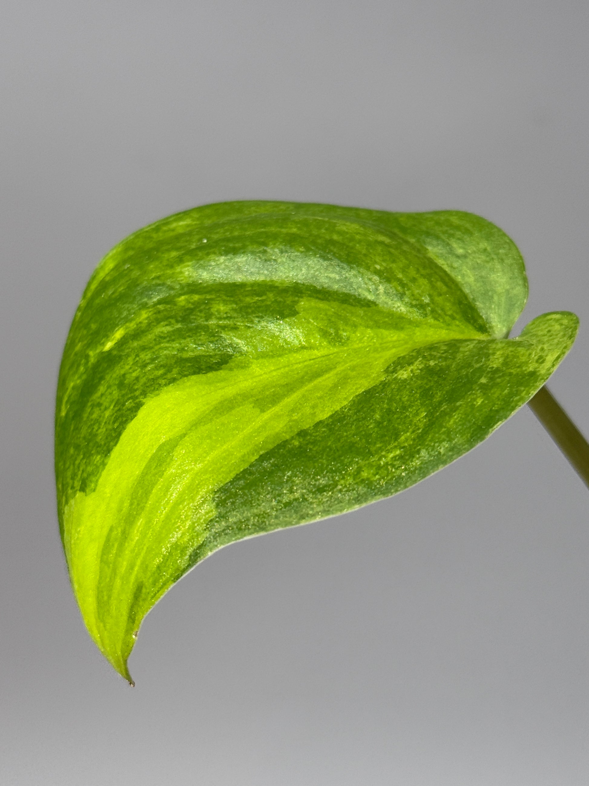 スキンダプサス ジェイドサテン オーレア  / Scindapsus jadesatin aurea (1)