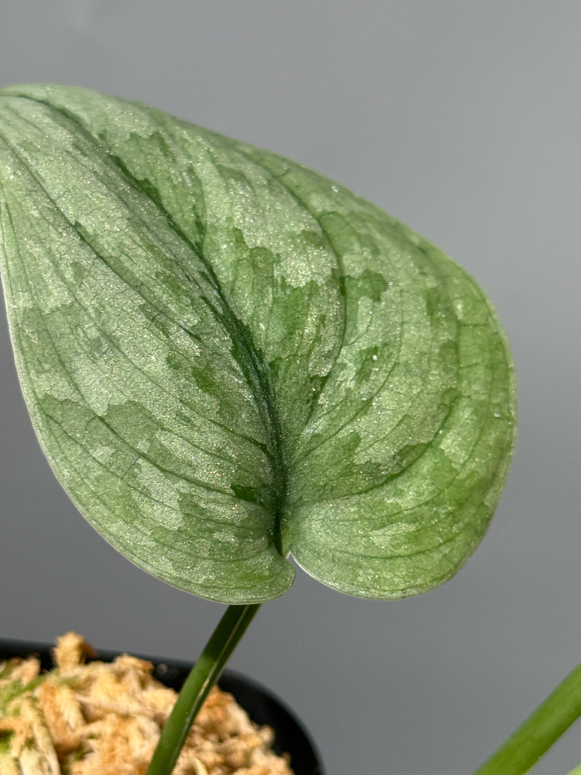 スキンダプサス Sp.バニュマス / Scindapsus Sp.Banyumas (2)