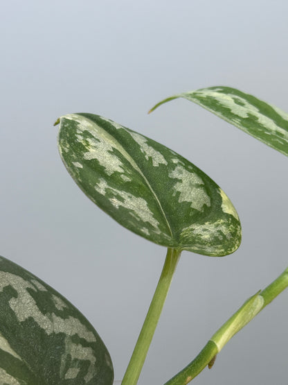 スキンダプサス バクダパティ / Scindapsus bakudapati (4)