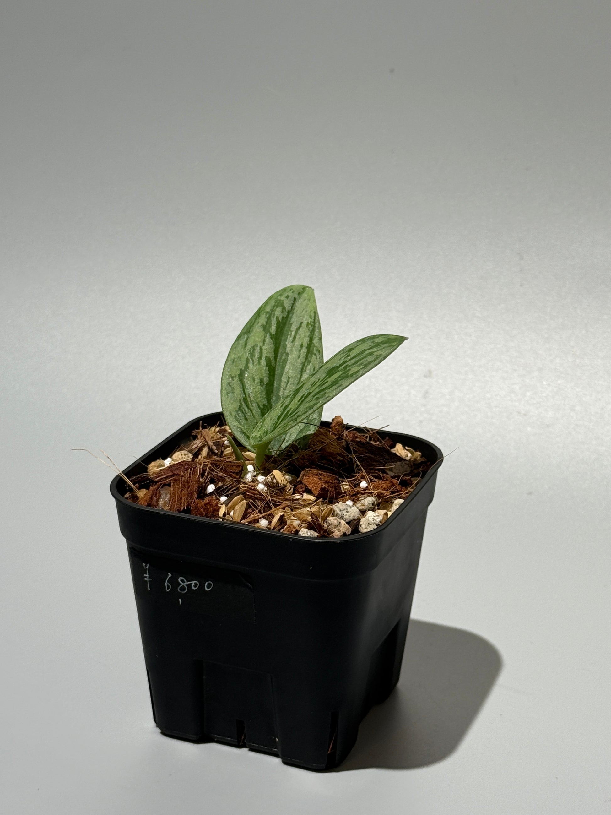 スキンダプサス グリーン アーミー トリカラー / Scindapsus Green army tricolor (1)