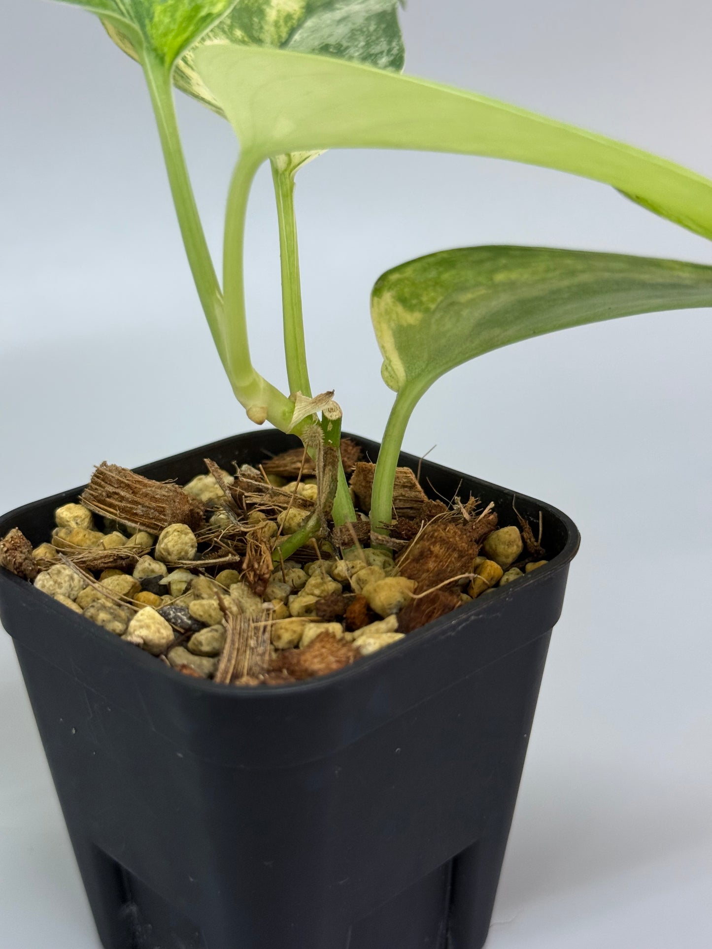 スキンダプサス エキゾチカ トリカラー / Scindapsus exotica tricolor (1)