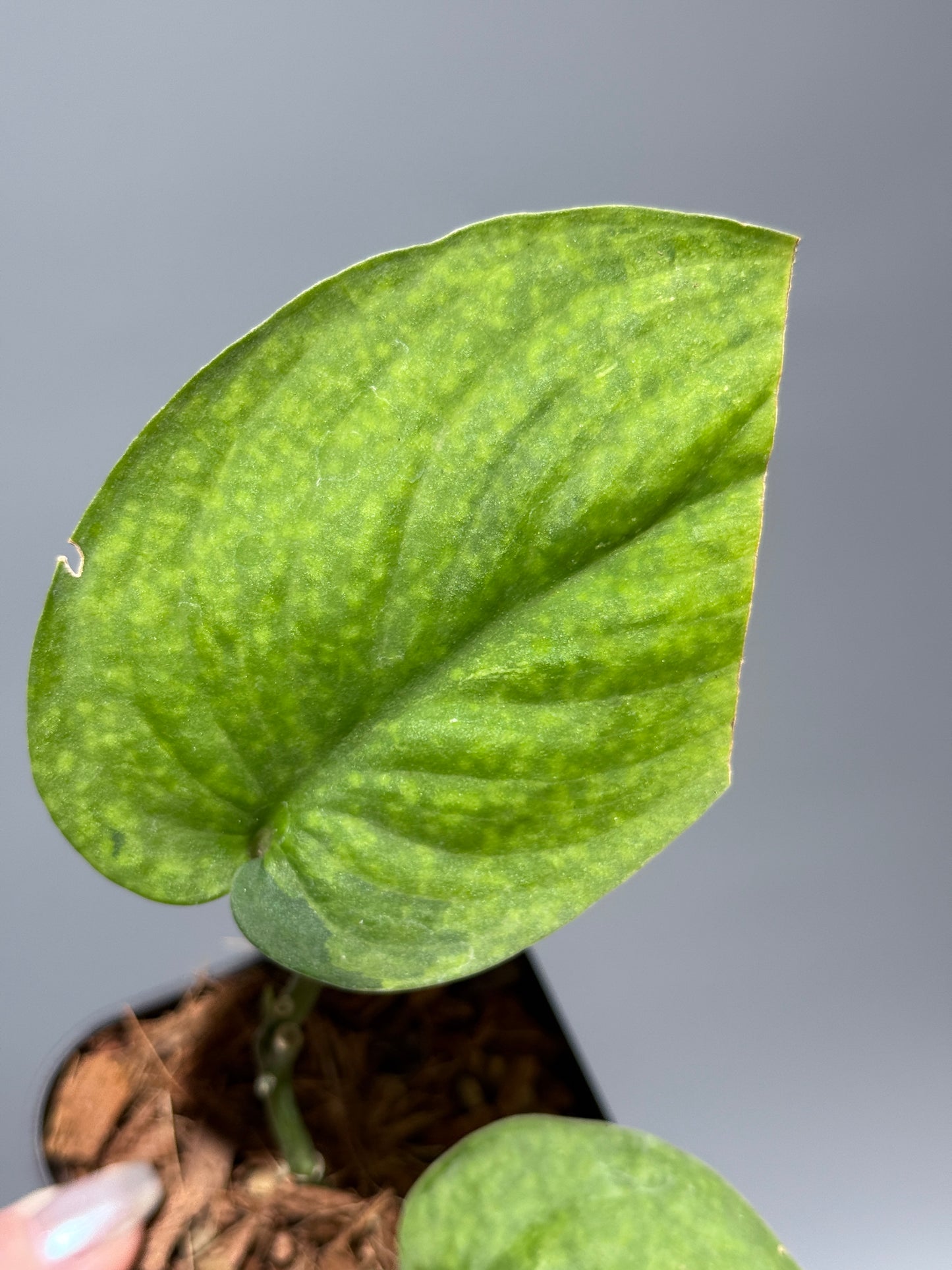 スキンダプサス レオパード グリーンオングリーン / Scindapsus Leopard GOG (1)