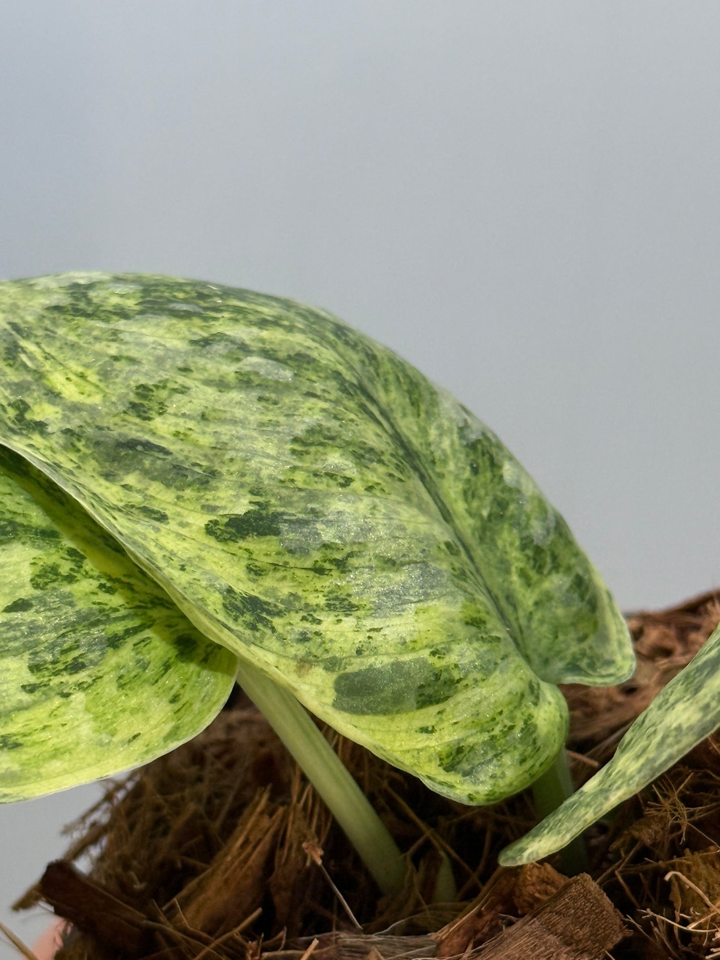 スキンダプサス テンバガ  / Scindapsus Tembaga (4)