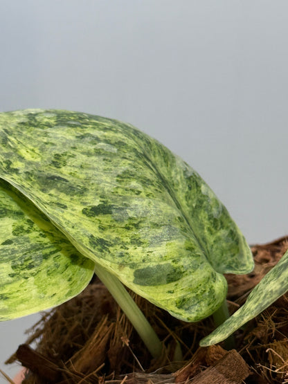 スキンダプサス テンバガ  / Scindapsus Tembaga (4)