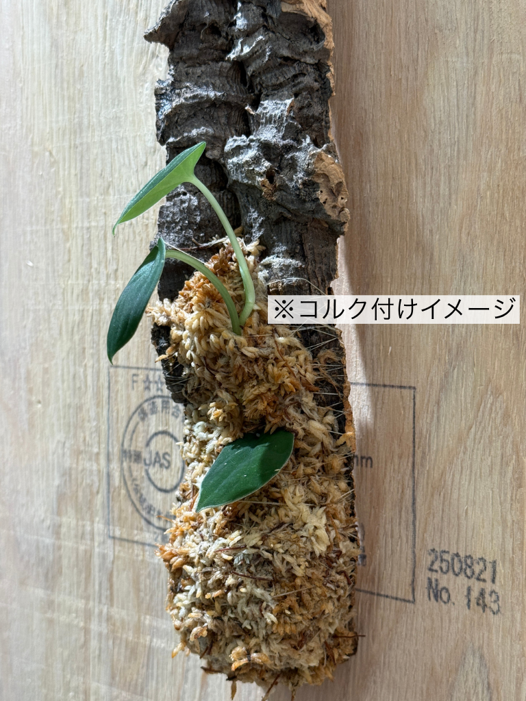 ダプコルク 着生 / DAPCORK CHAKUSEI (5)