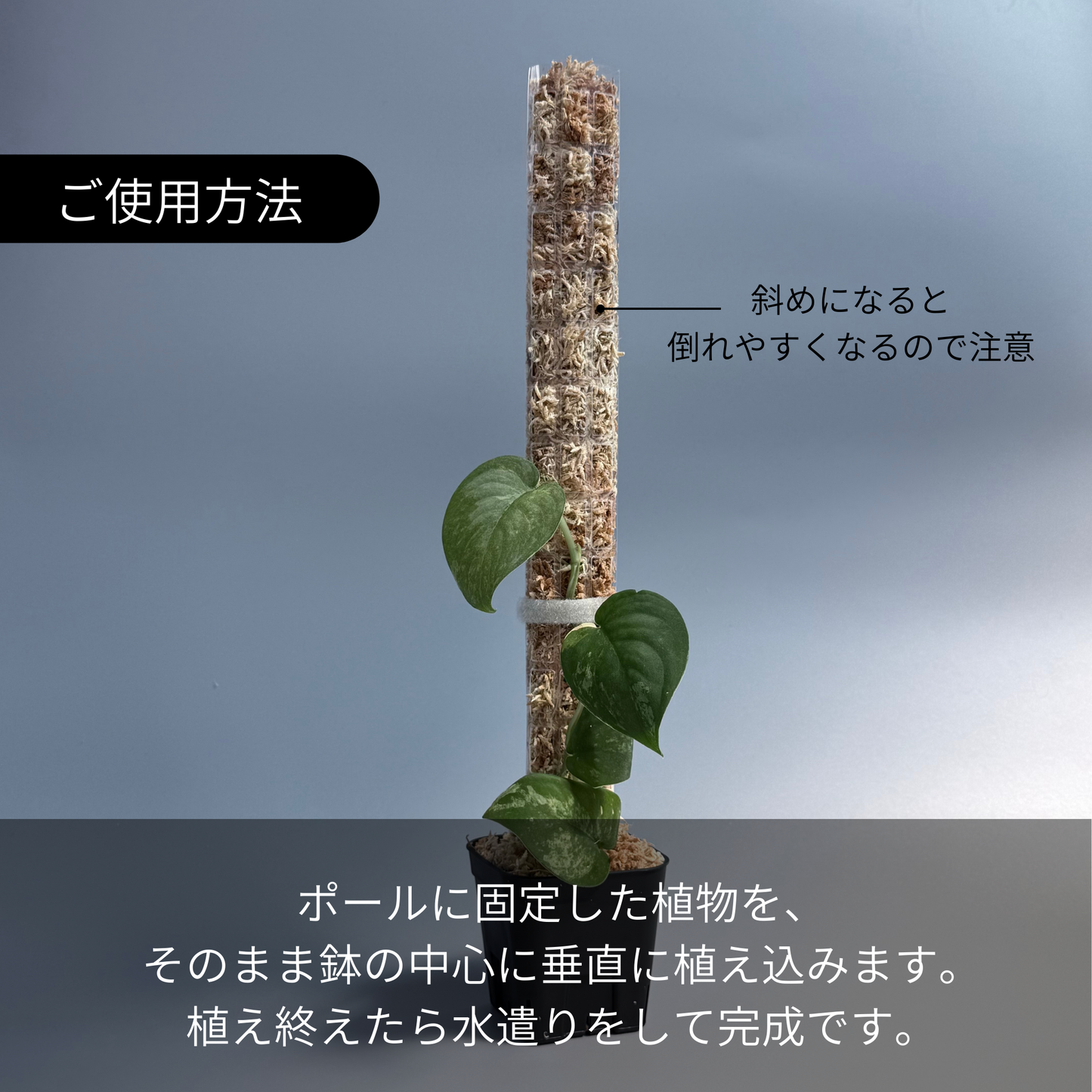 Nakayama ダプポール　4枚Set