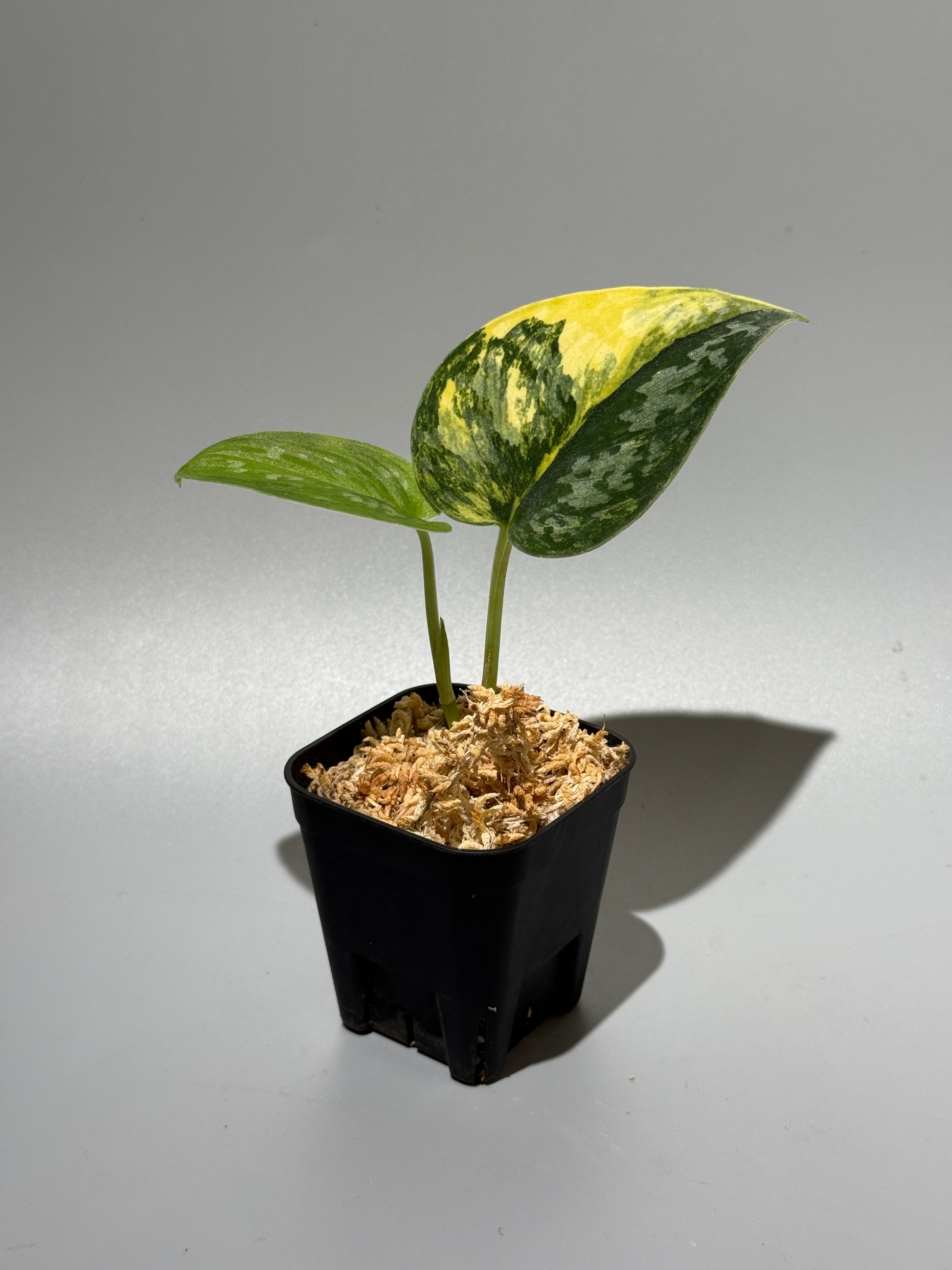 スキンダプサス グリーン ダイヤモンド / Scindapsus Green diamond (2)