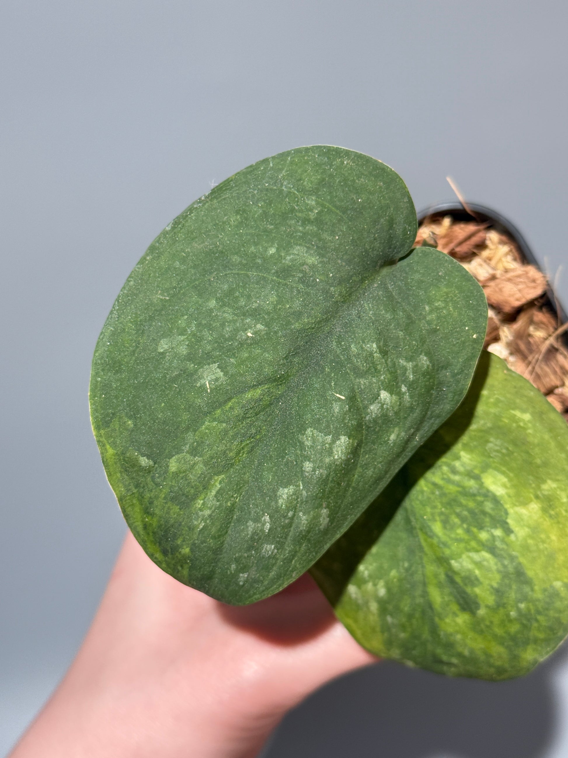 スキンダプサス グリーン ドラゴン / Scindapsus Green dorgon (1)