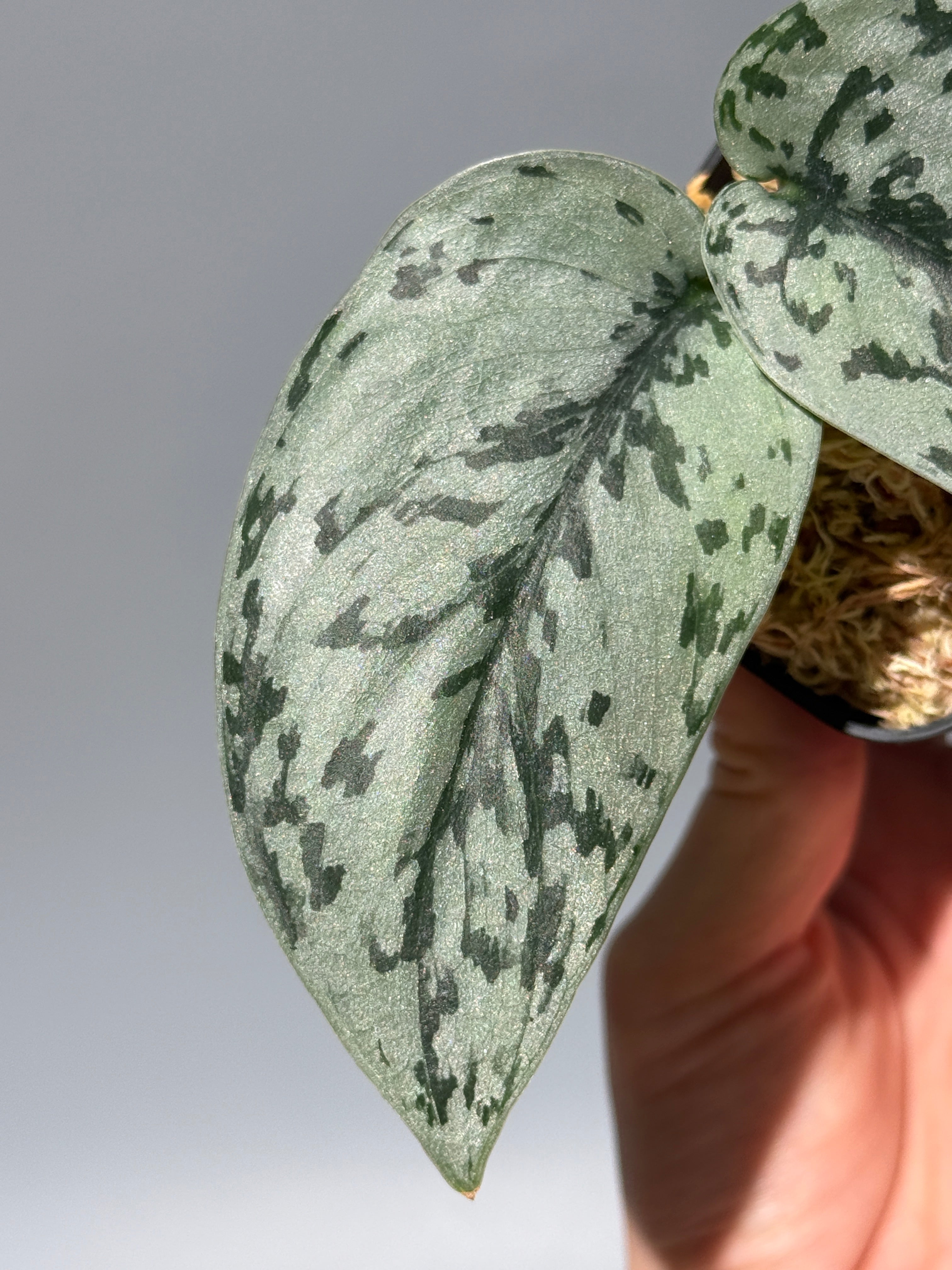 All Plants – Nakayama-Plants