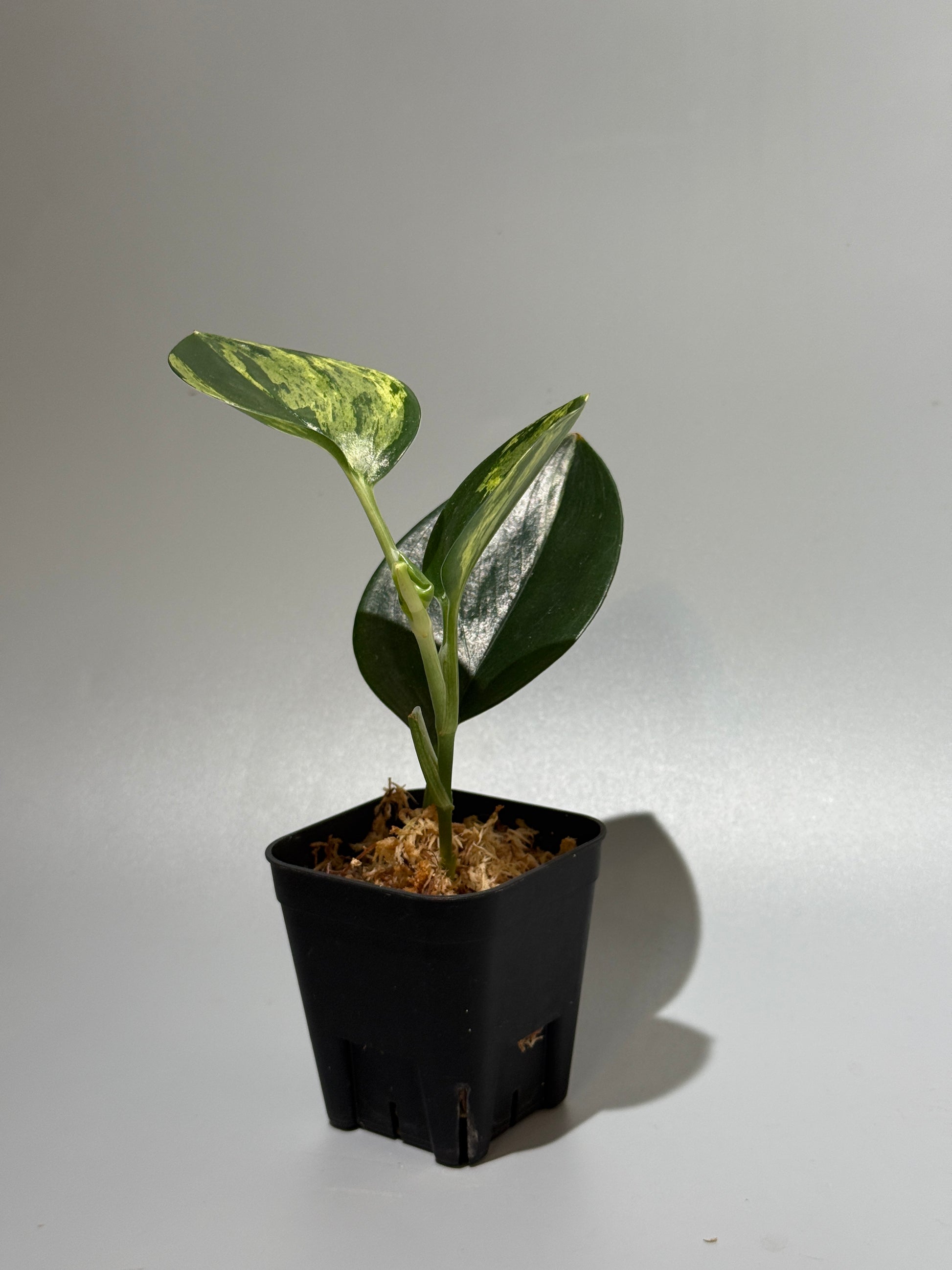スキンダプサス トレビー ダークフォーム イエロー斑入り/Scindapsus darkform yellow var.(1)