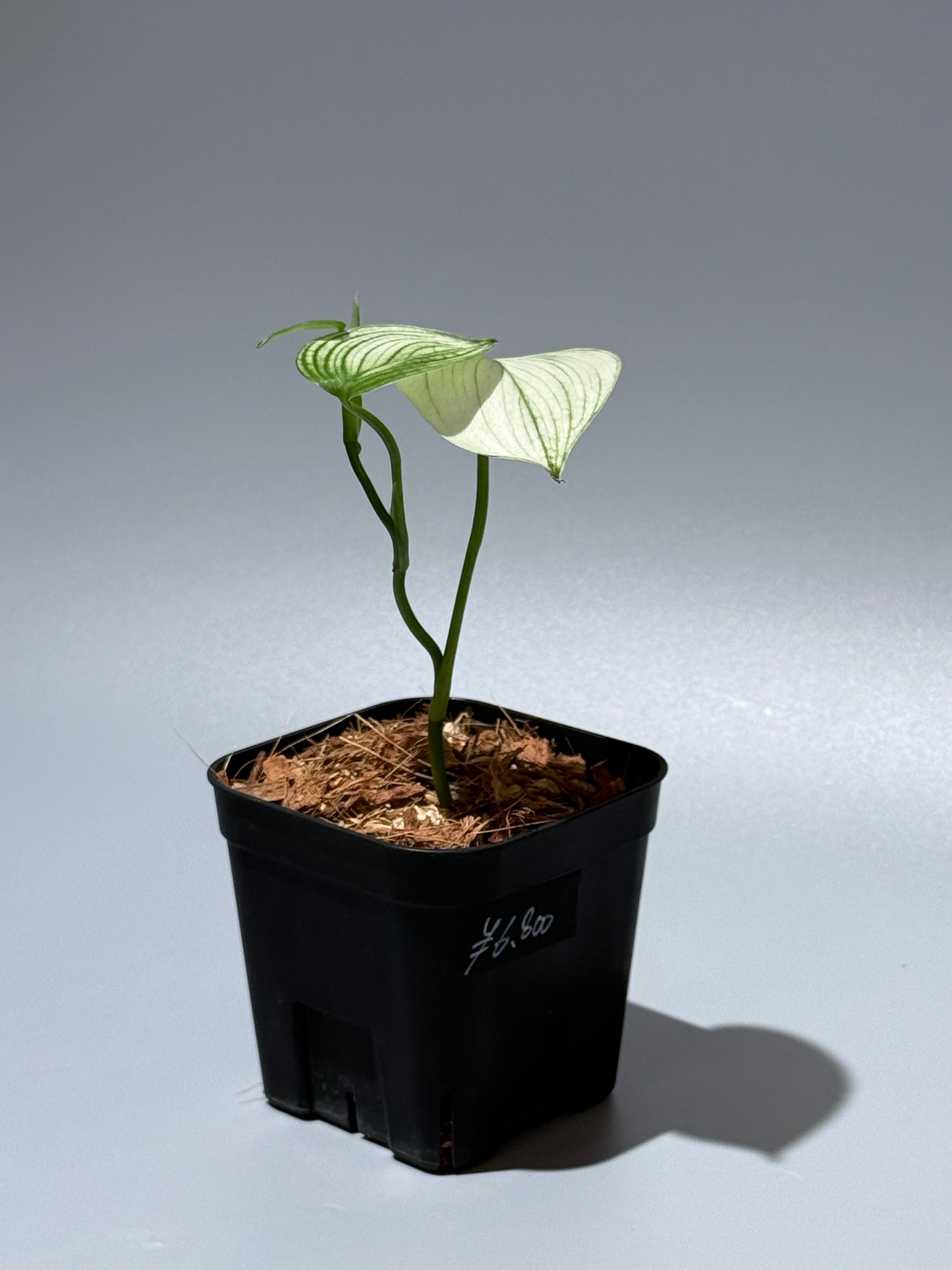 スキンダプサス ホワイトモンスター / Scindapsus whitemonster (1)