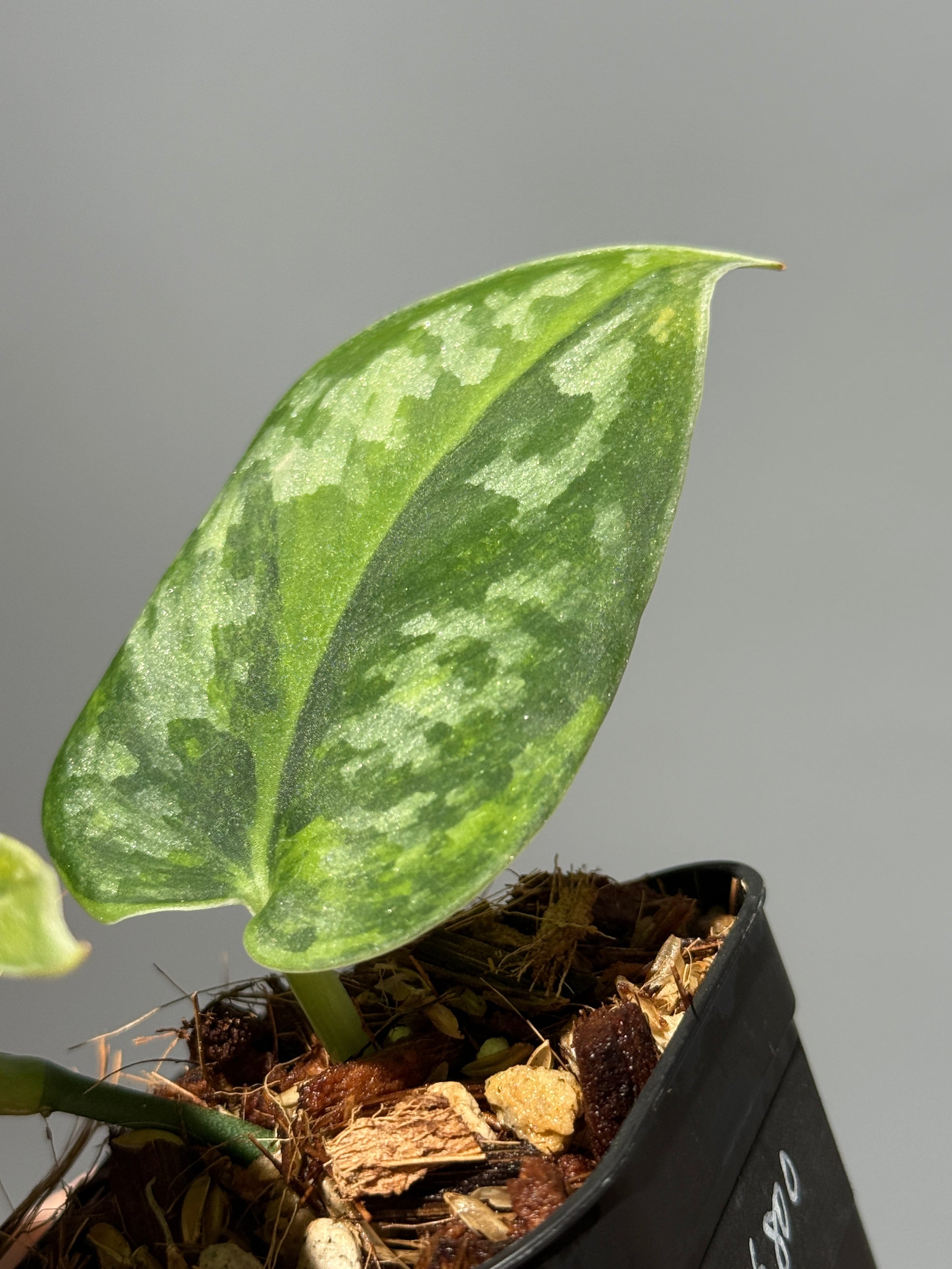 スキンダプサス グリーン エキゾチカ グリーオングリーン Sp.カプアス / Scindapsus Exotica GOG Sp.Kapuas (1)