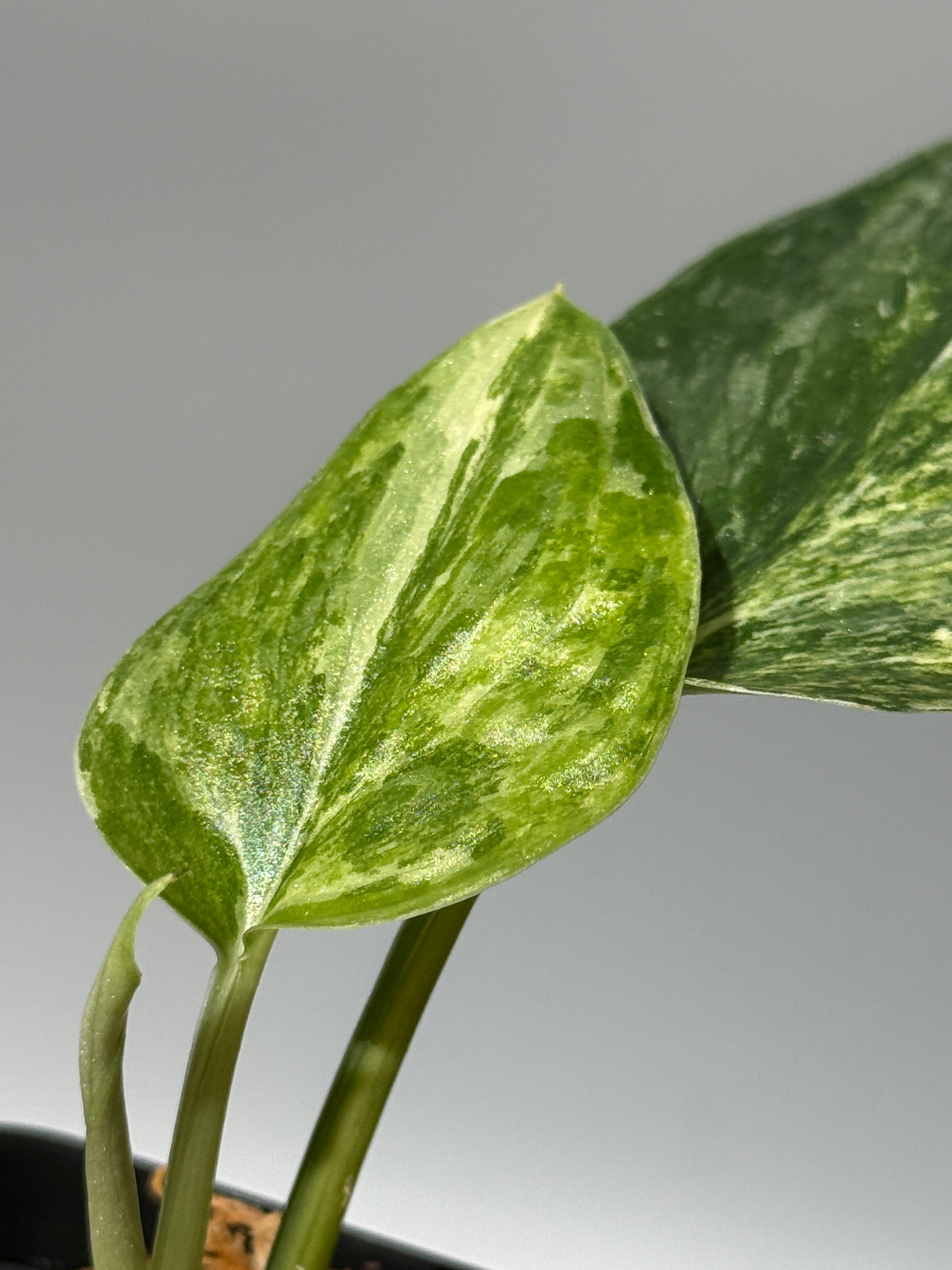 スキンダプサス エキゾチカ カーリー トリカラー  / Scindapsus Exotica curly toricolor (1)